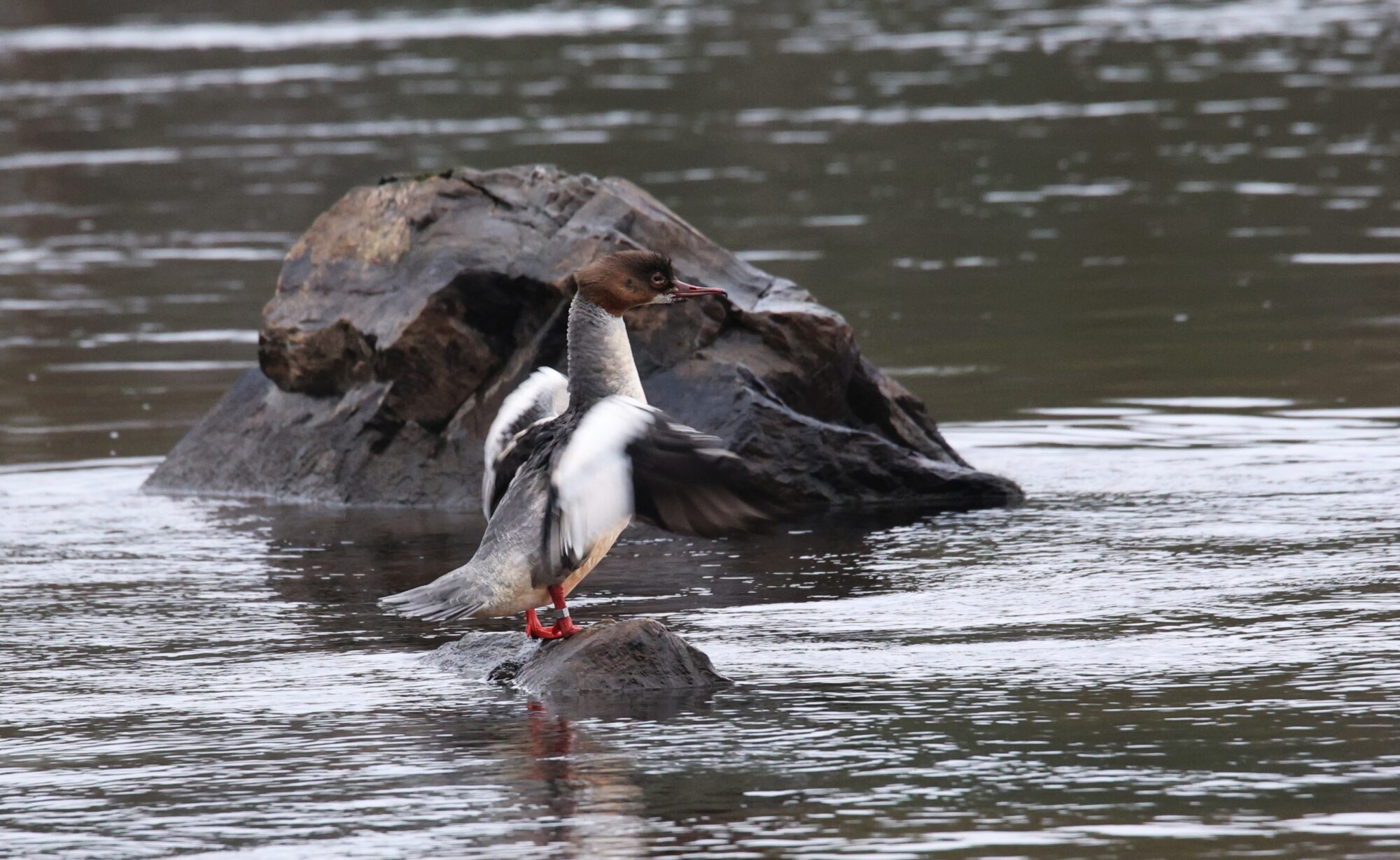 Valokuvaaja: Jaana Saarelainen