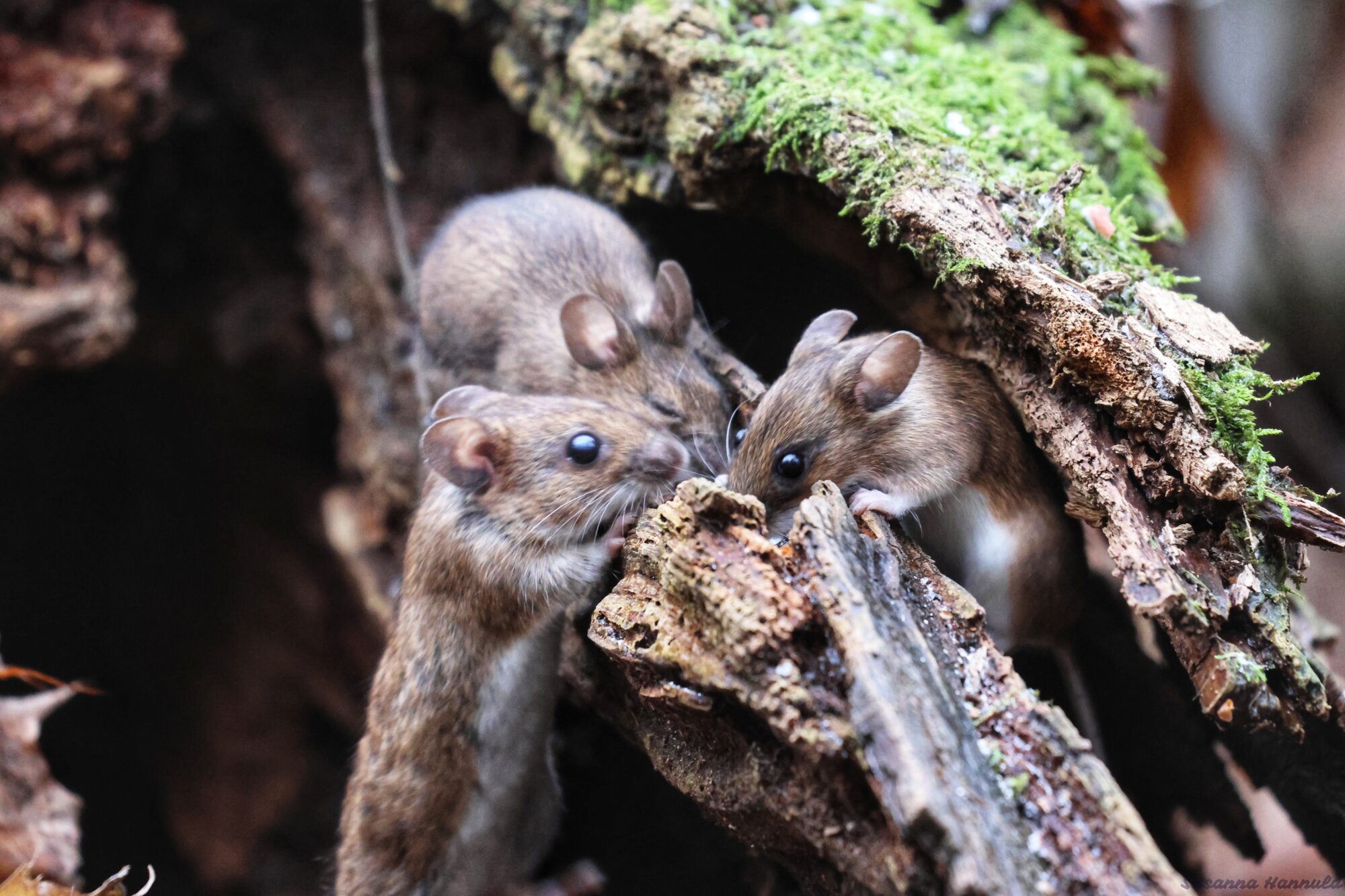 Valokuvaaja: Susanna Hannula