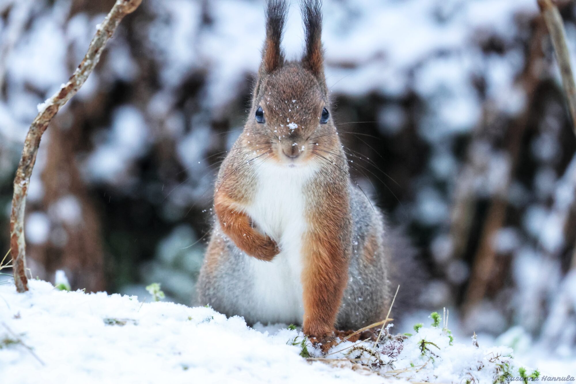 Valokuvaaja: Susanna Hannula