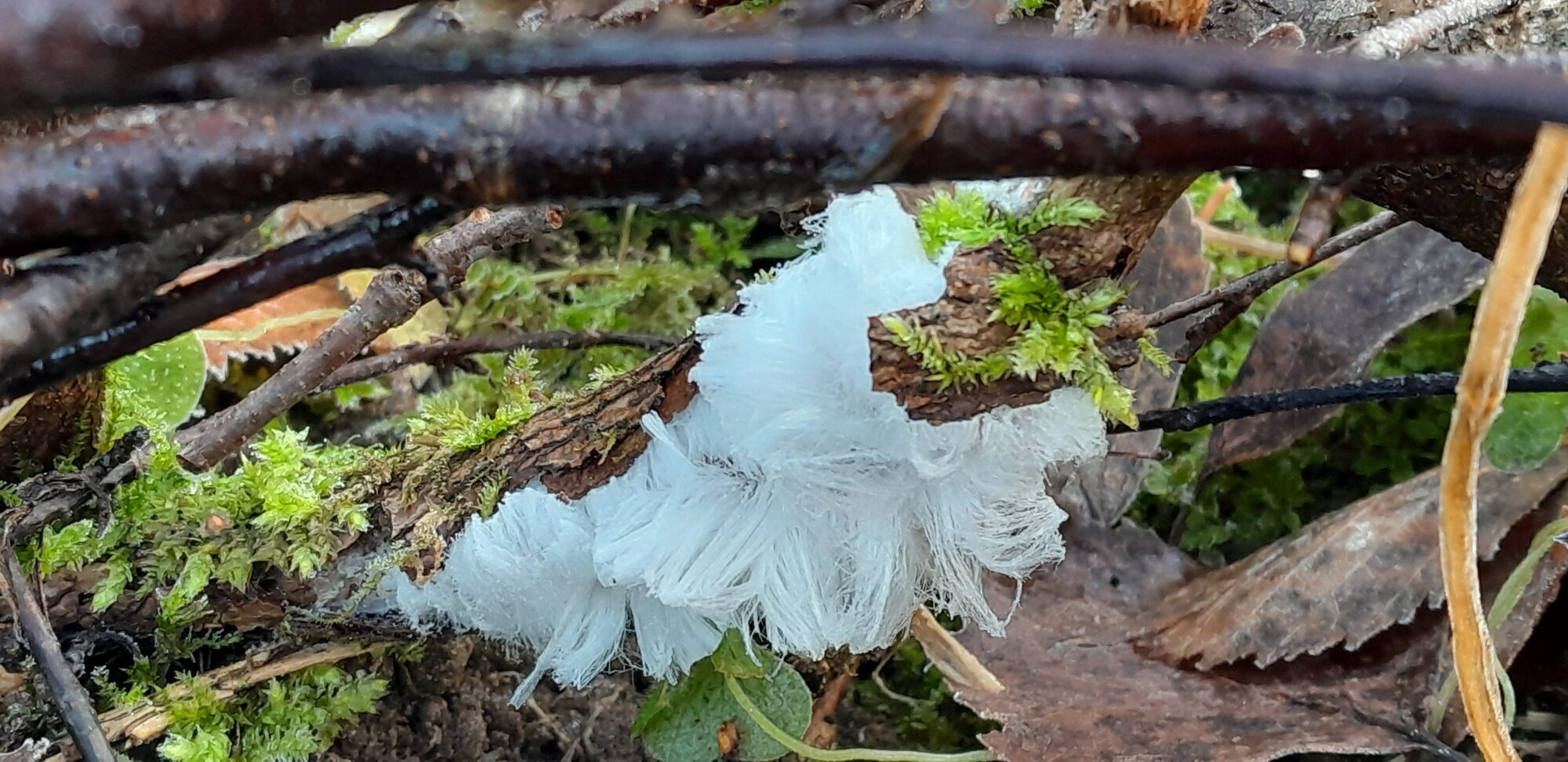 Valokuvaaja: Nina Hakanen