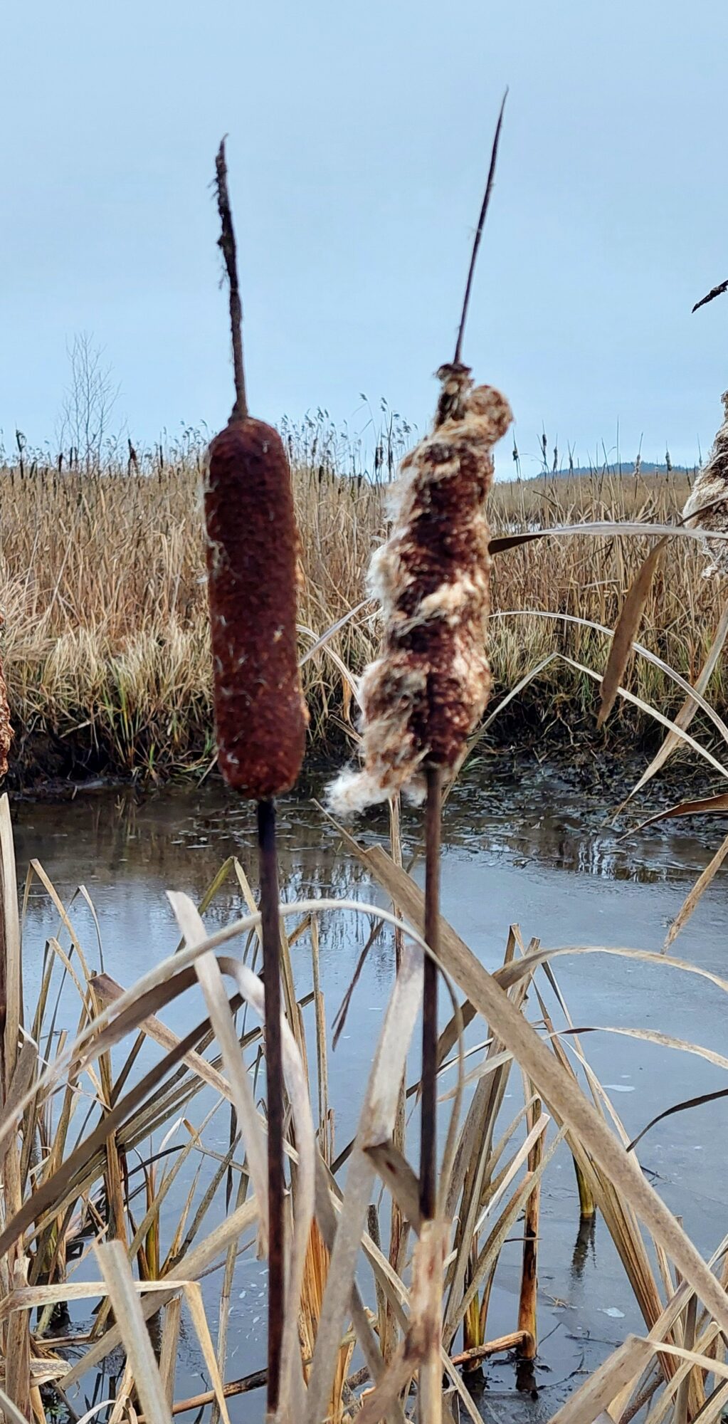 Valokuvaaja: Tarja Naukkarinen