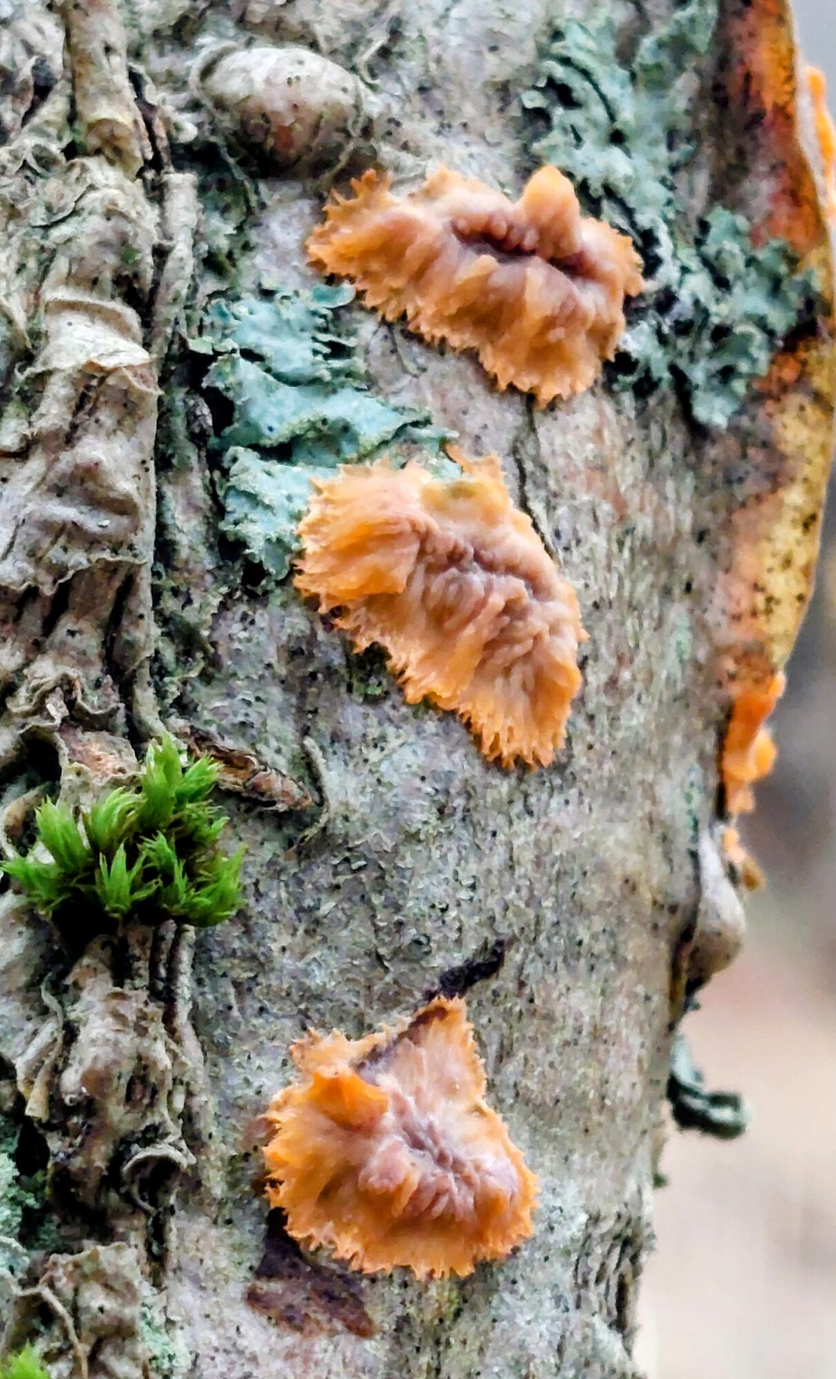 Valokuvaaja: Tarja Naukkarinen