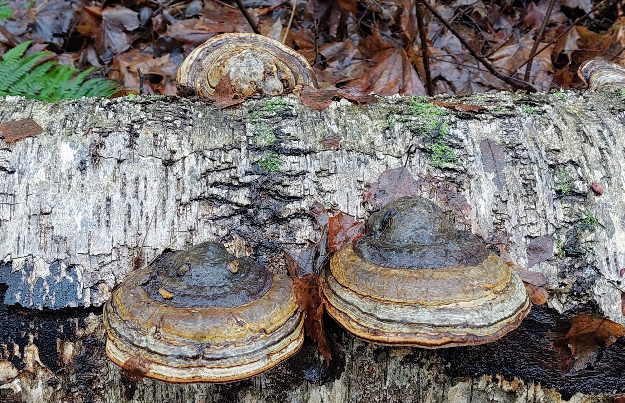 Valokuvaaja: Tarja Naukkarinen