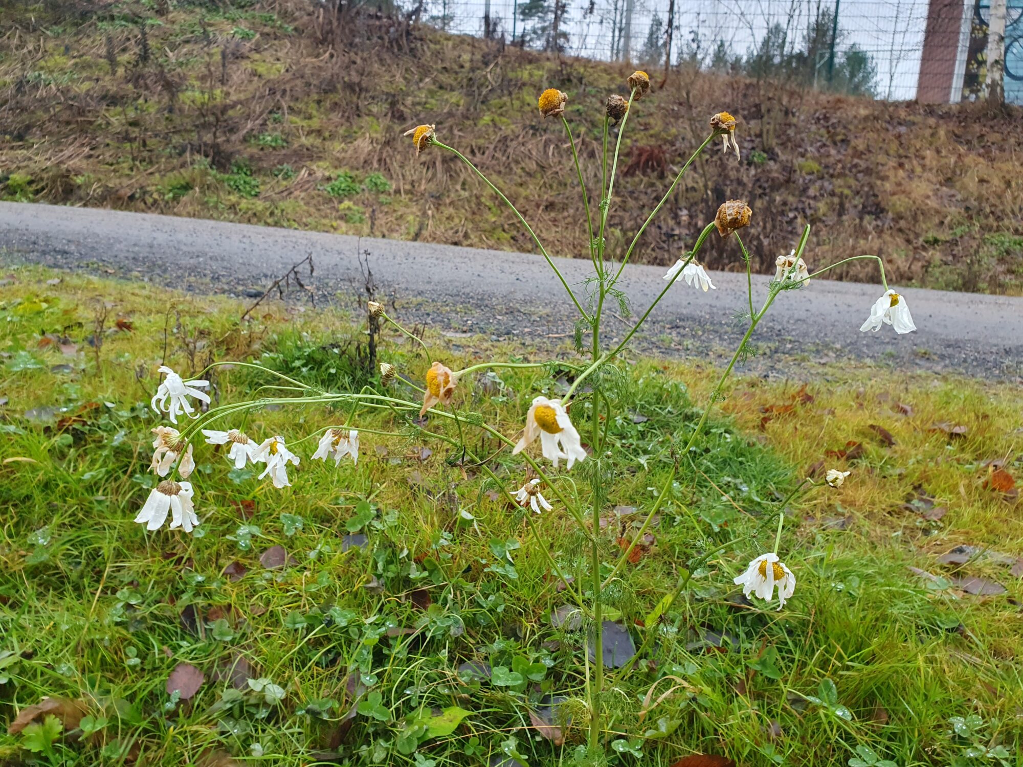 Valokuvaaja: Pirkko Tuulihovi