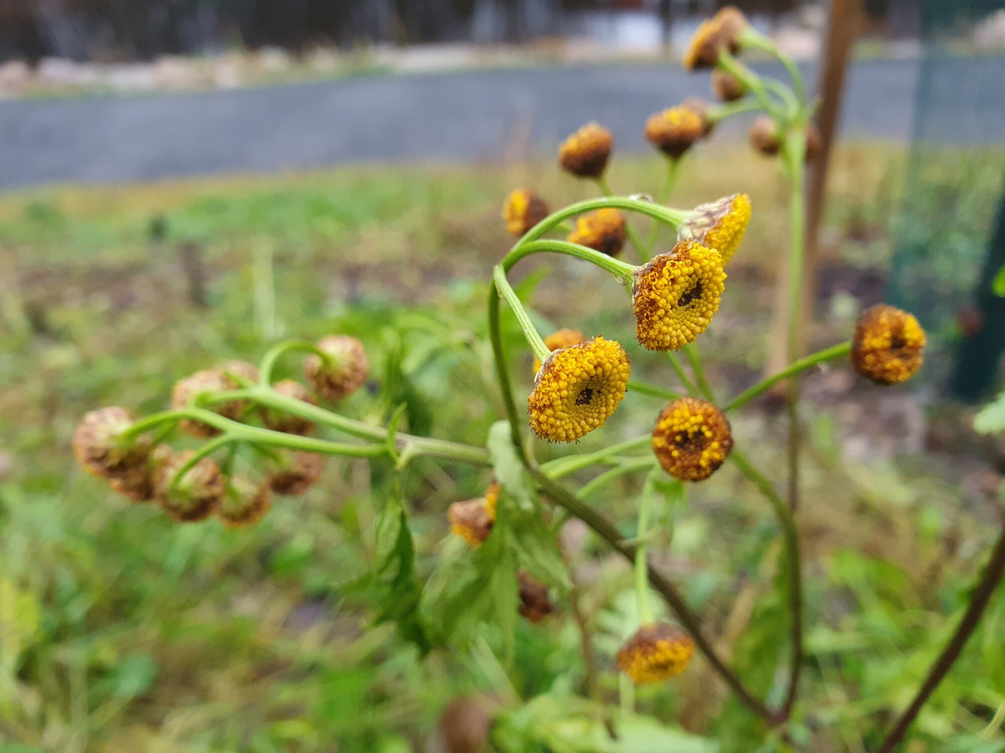 Valokuvaaja: Pirkko Tuulihovi