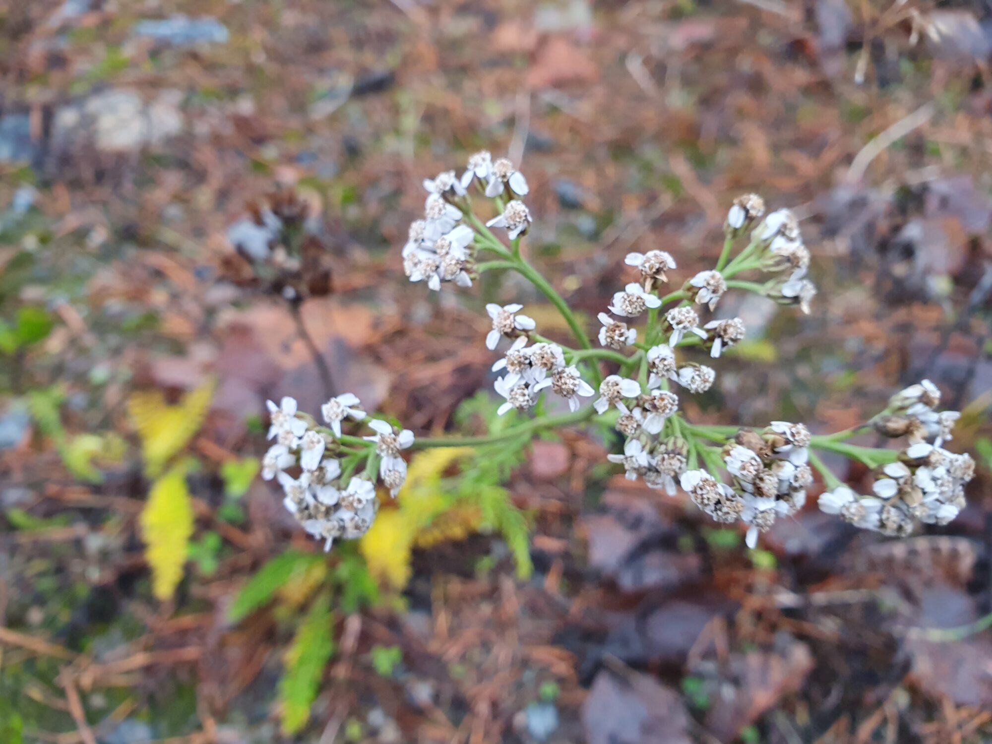 Valokuvaaja: Pirkko Tuulihovi