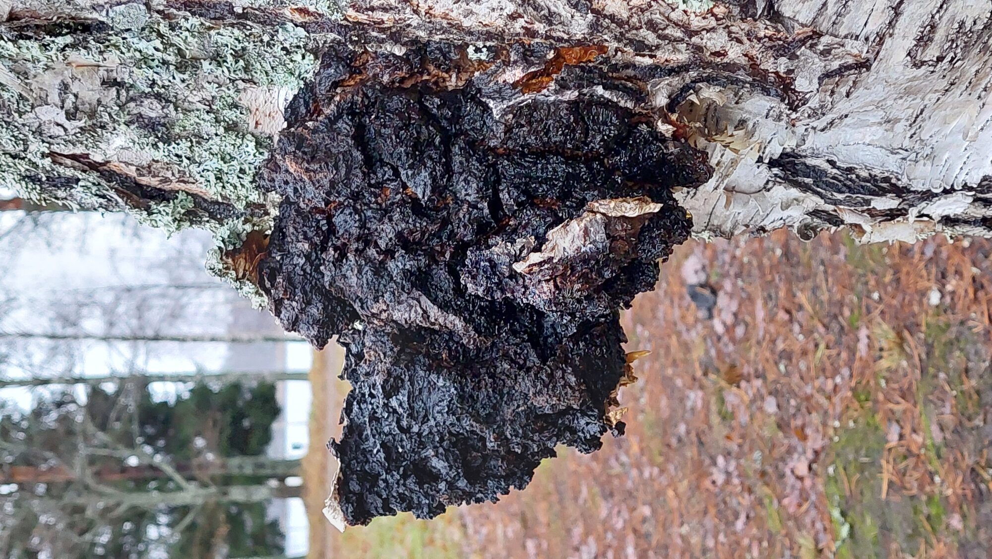 Valokuvaaja: Tarja Naukkarinen