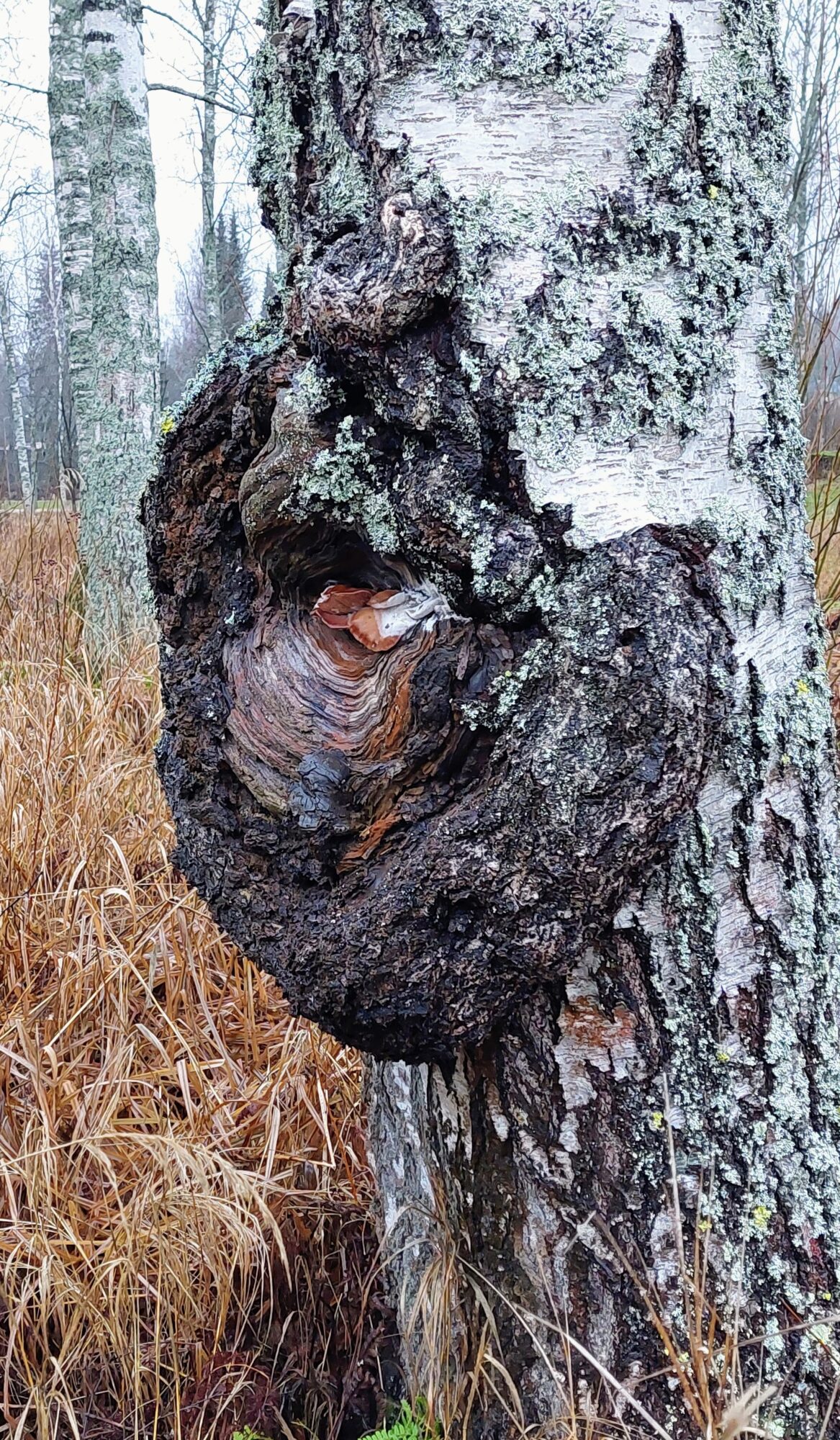 Valokuvaaja: Tarja Naukkarinen