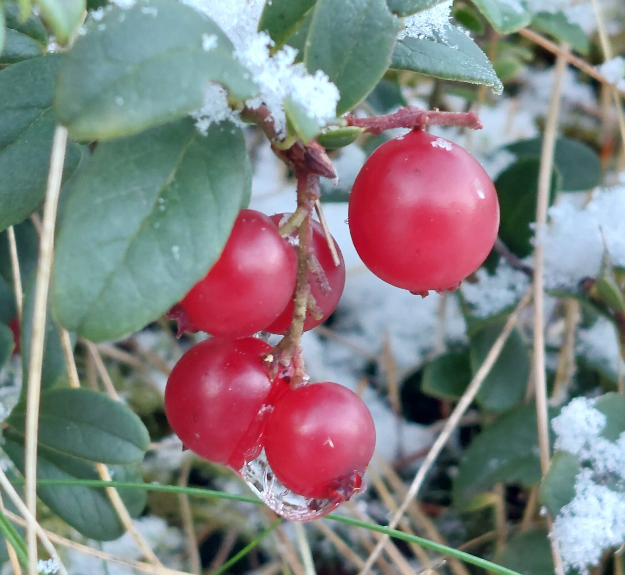 Valokuvaaja: Tarja Naukkarinen