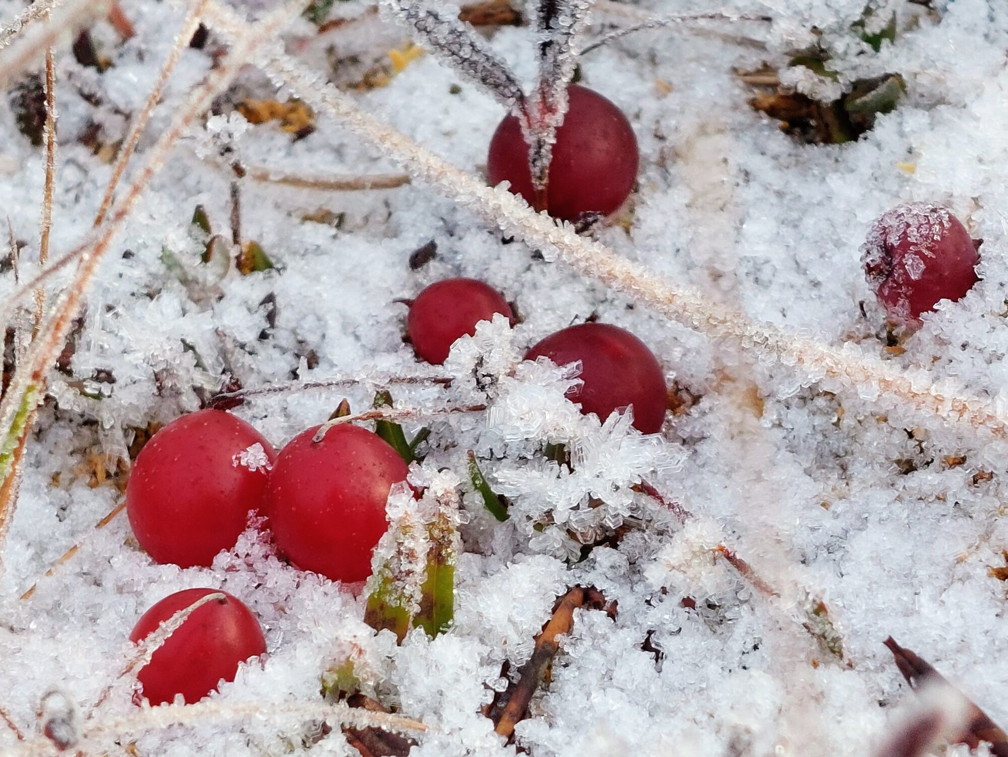 Valokuvaaja: Tarja Naukkarinen