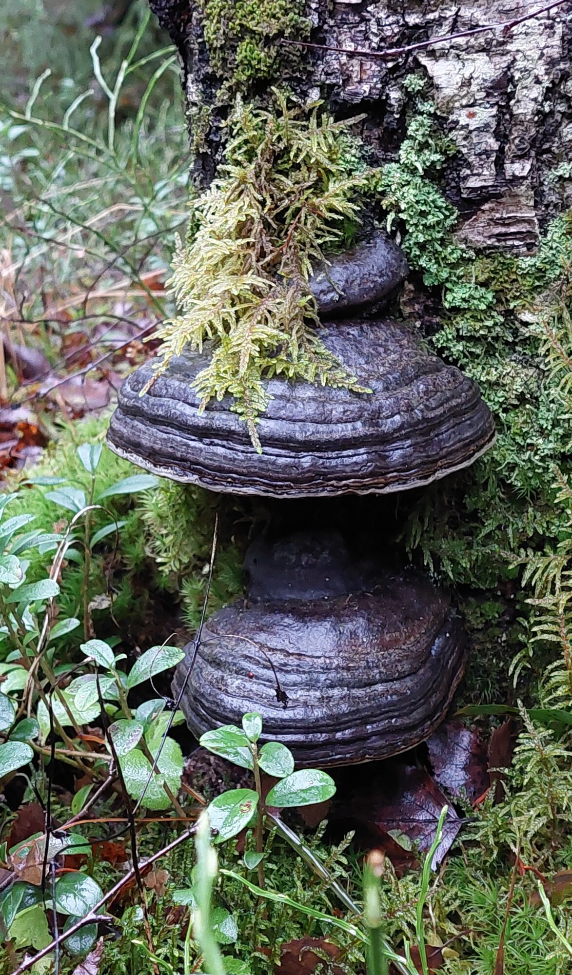 Valokuvaaja: Tarja Naukkarinen