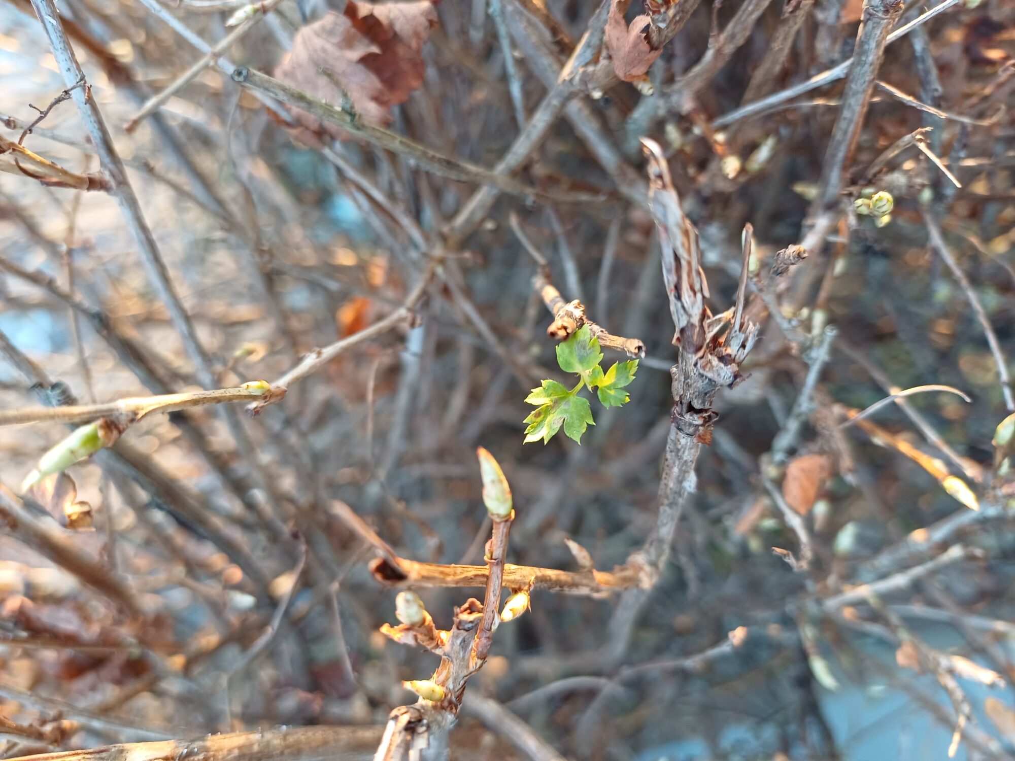 Valokuvaaja: Sofia Niemi