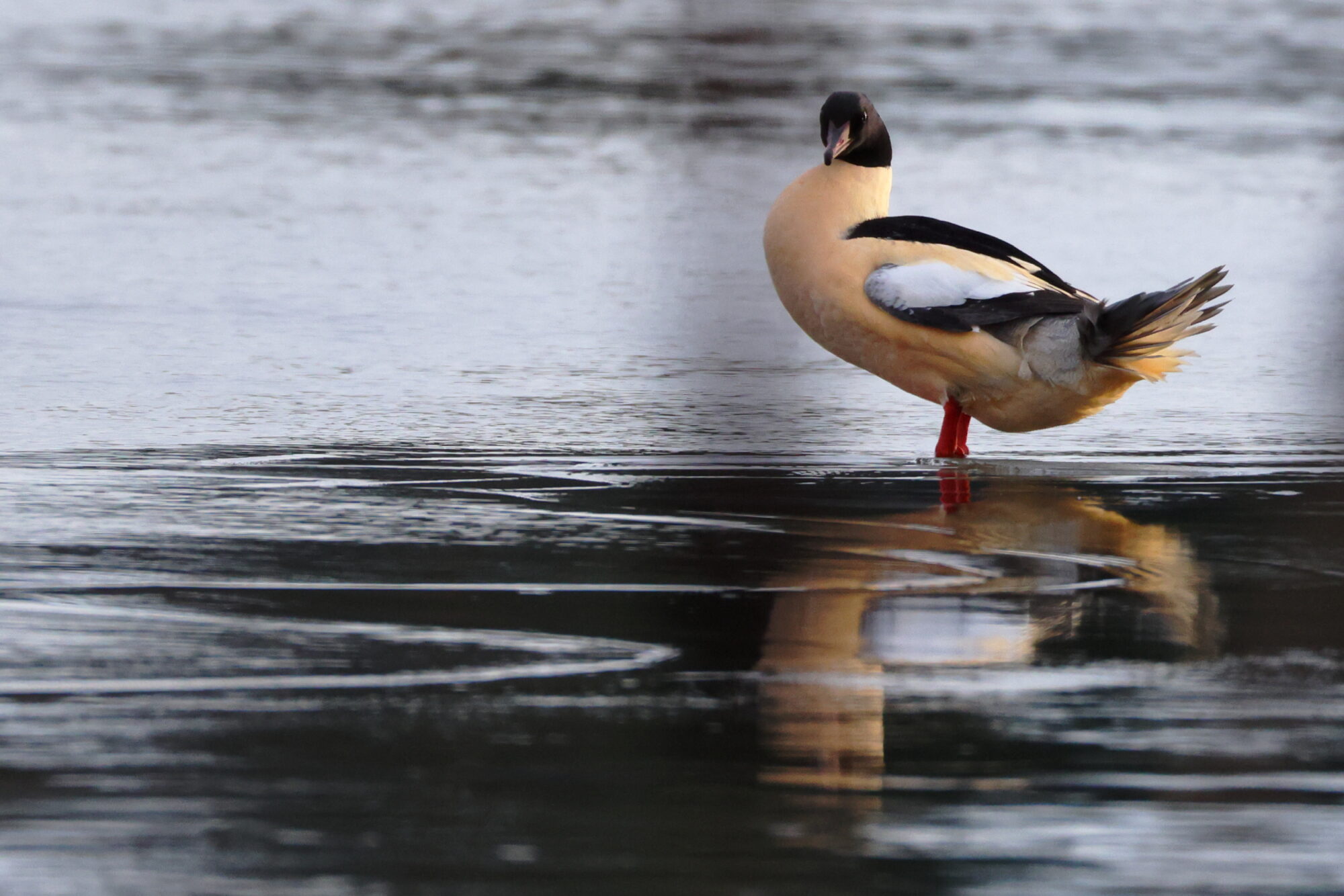 Valokuvaaja: Jouni Kalliomäki
