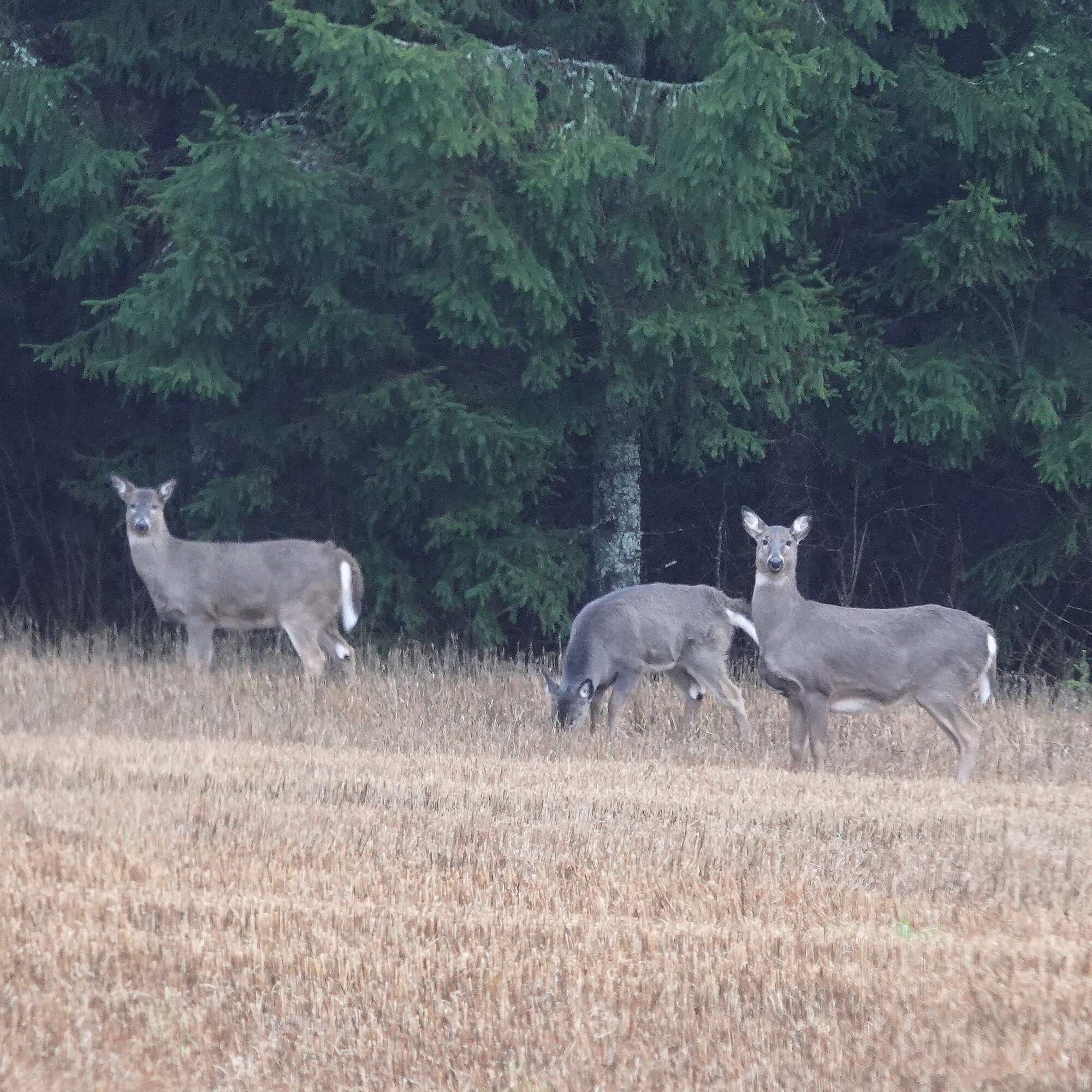 Valokuvaaja: Raija Oksanen