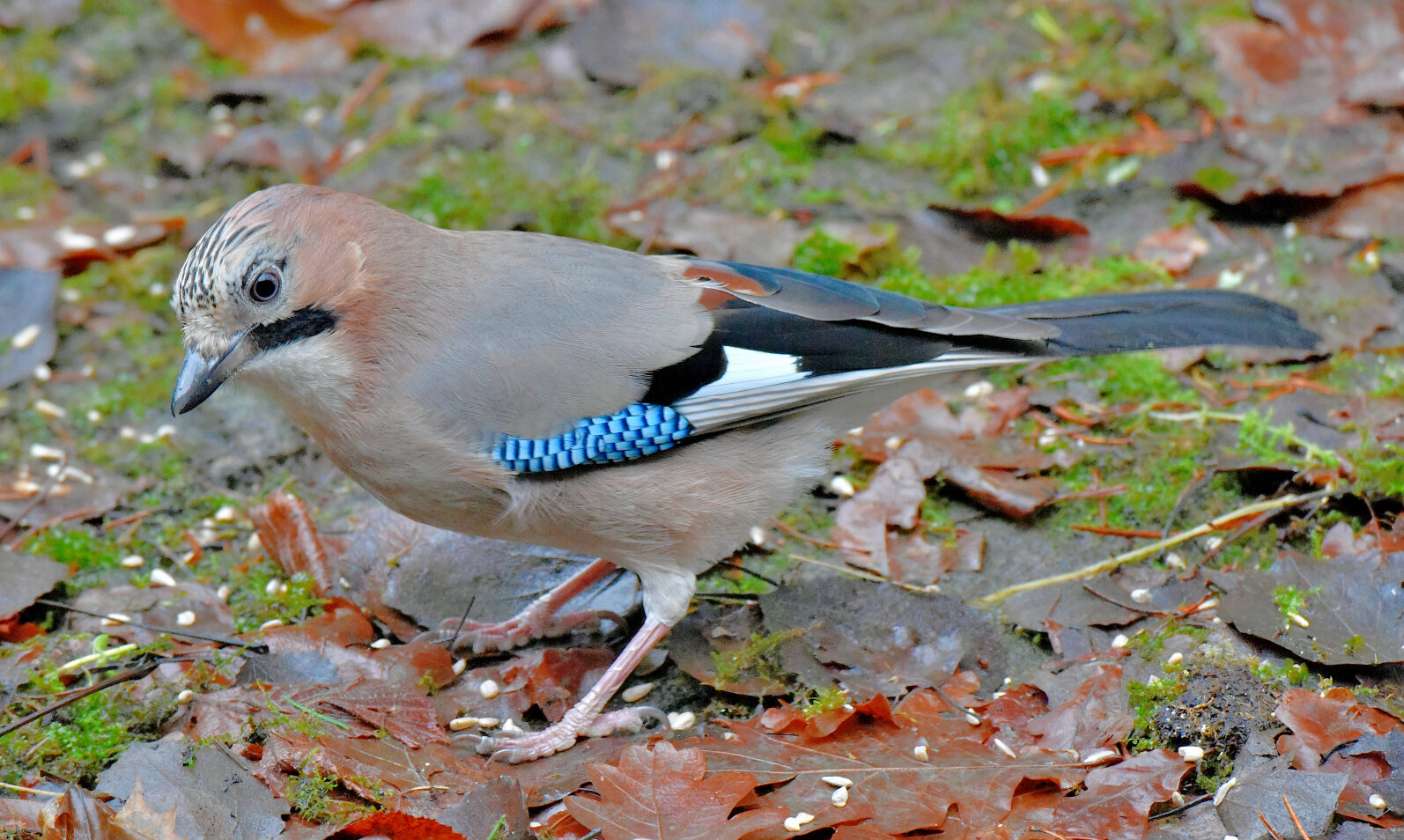 Valokuvaaja: Reijo Juurinen