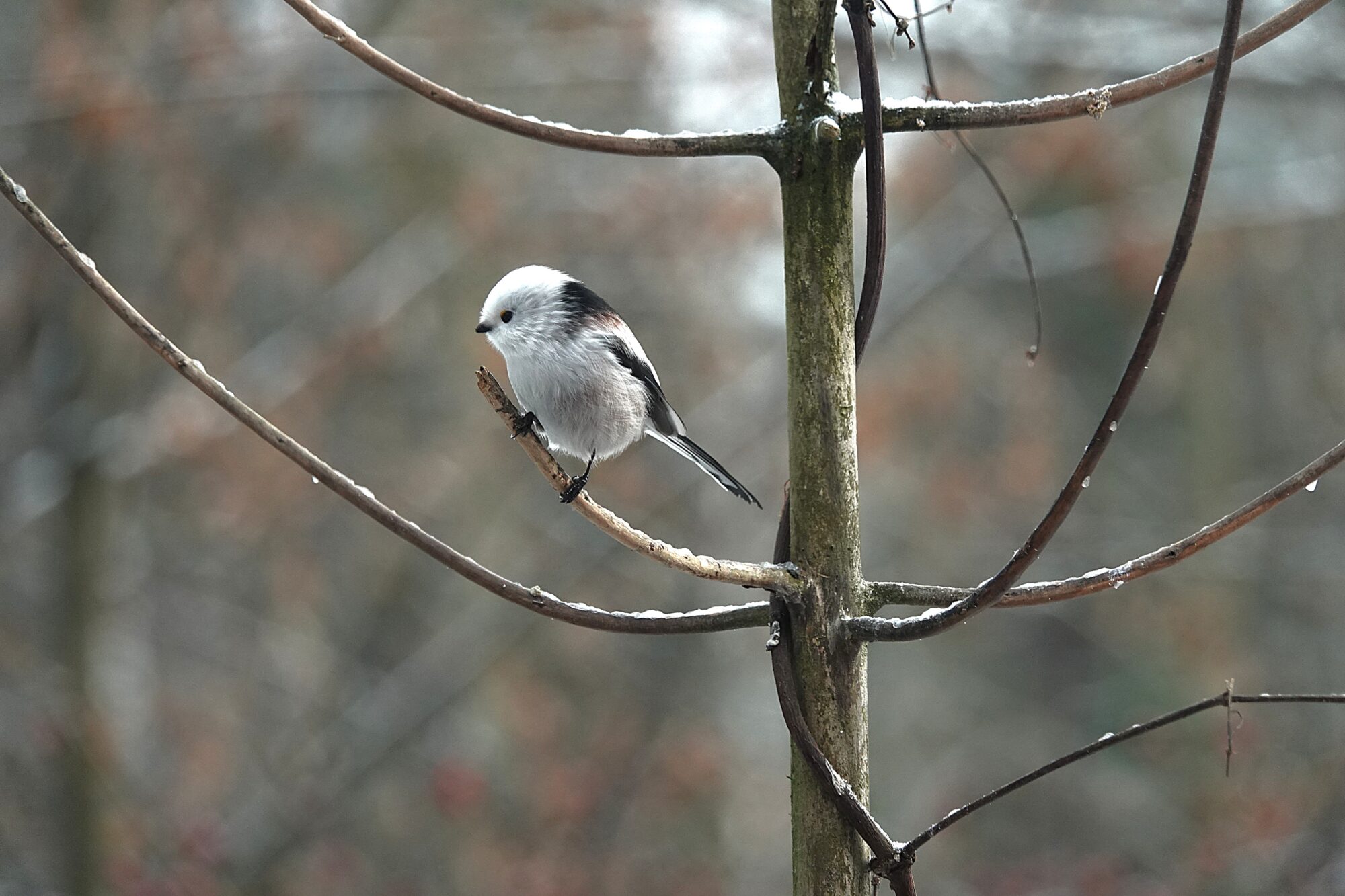 Valokuvaaja: s Satu Välimaa