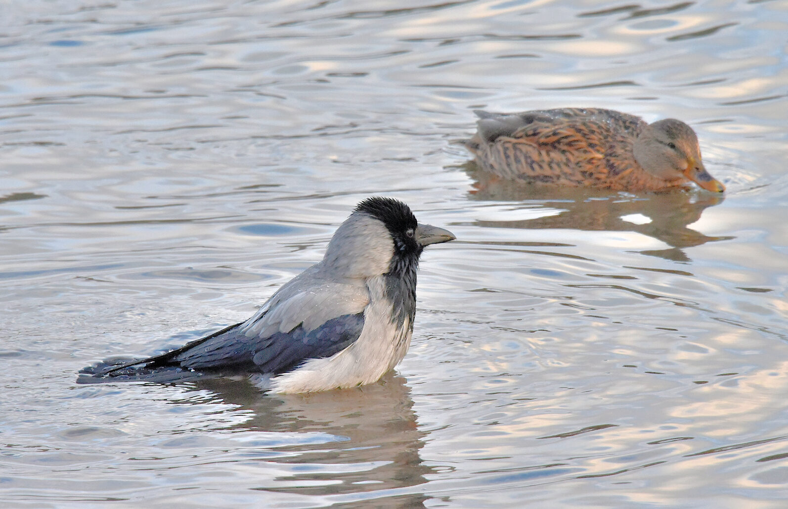 Valokuvaaja: Reijo Juurinen