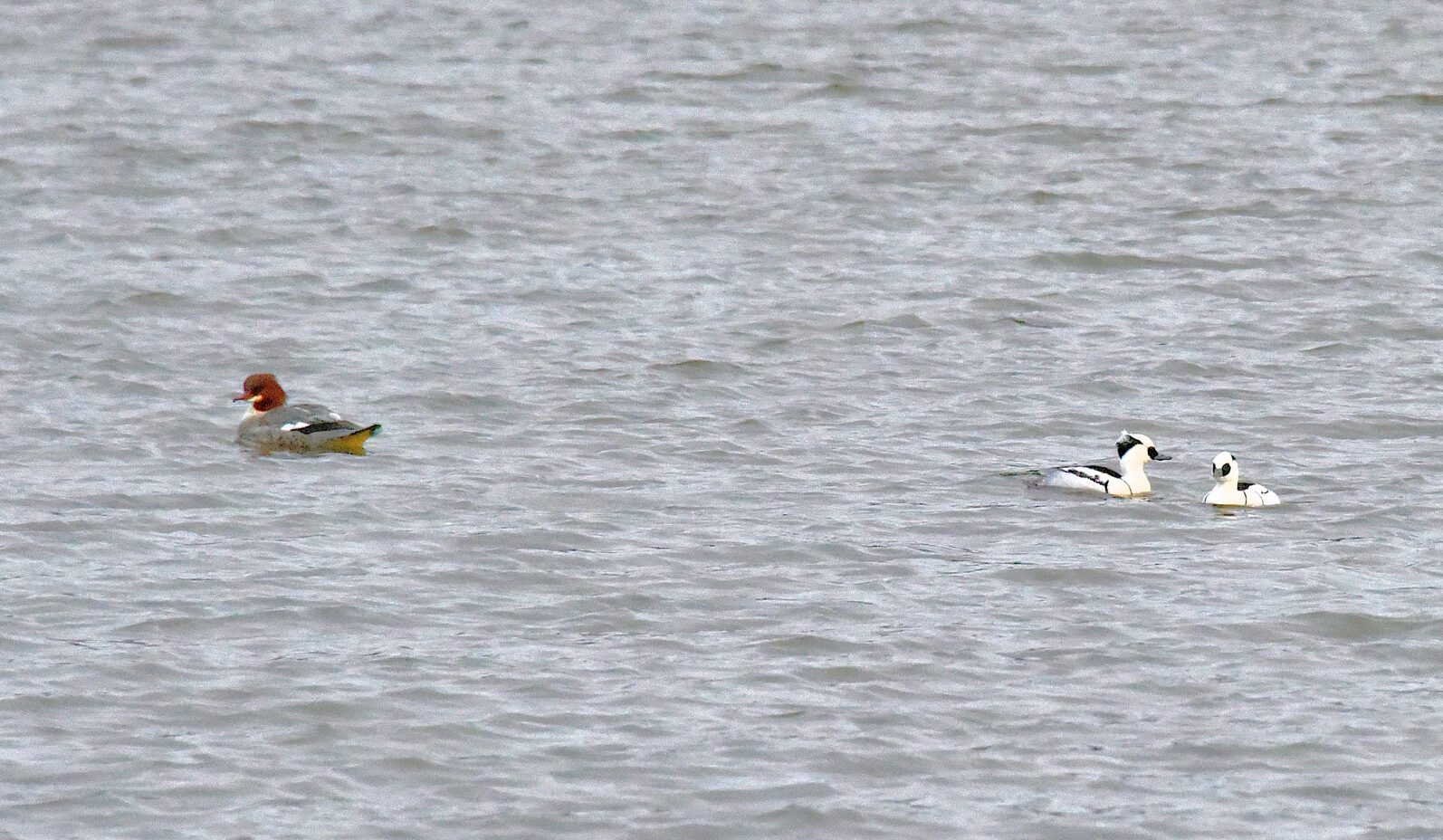 Valokuvaaja: Reijo Juurinen