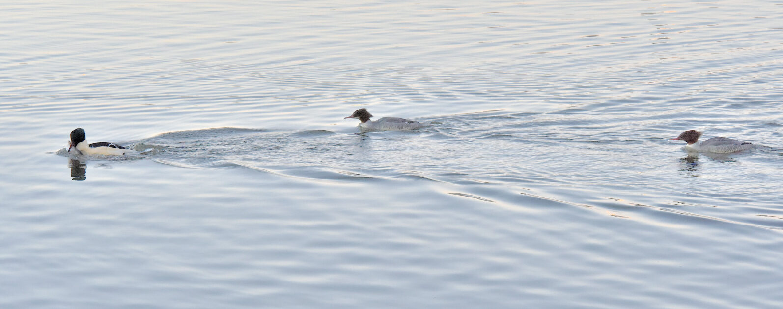 Valokuvaaja: Reijo Juurinen