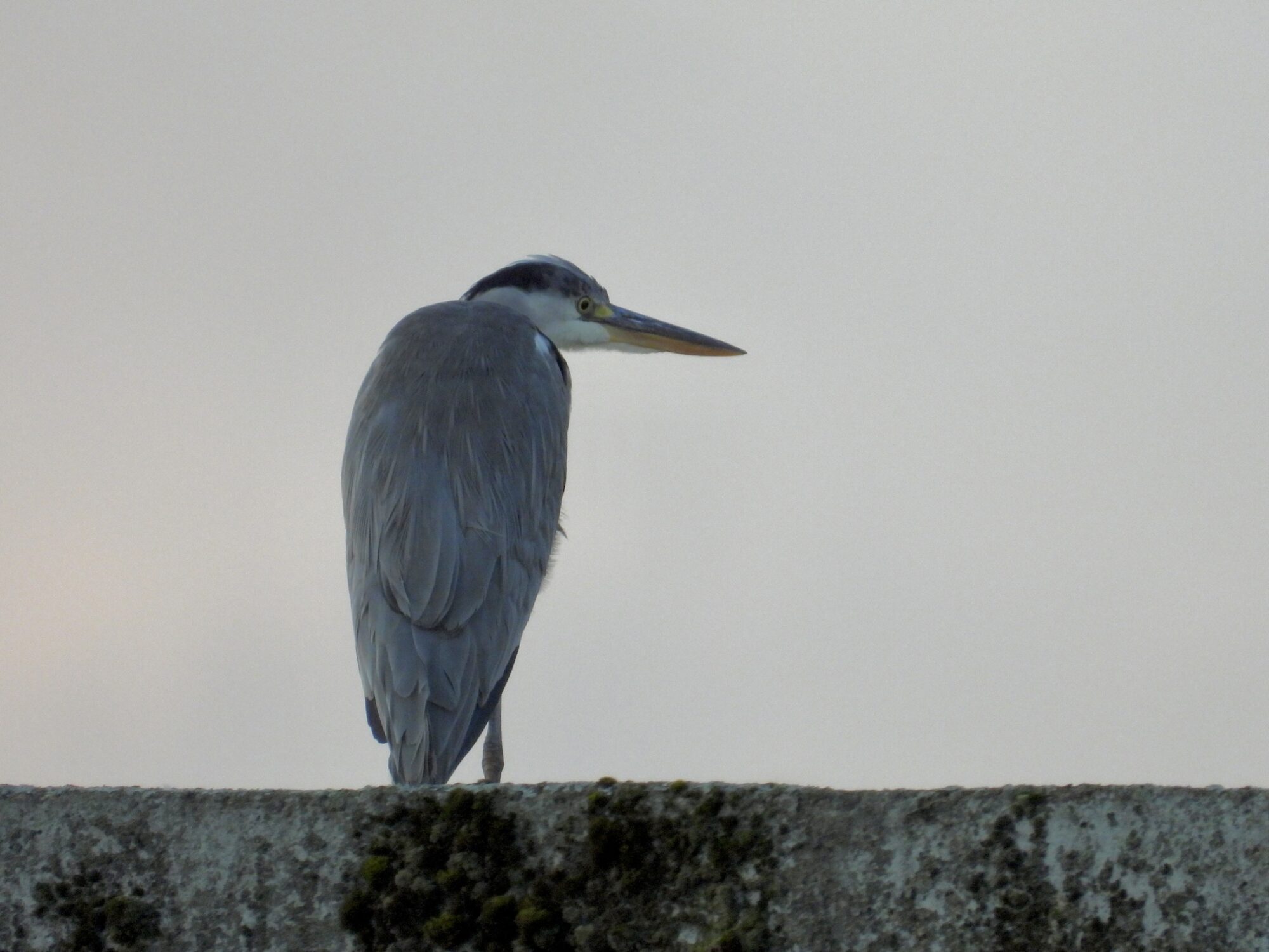 Valokuvaaja: Juhani Peltonen