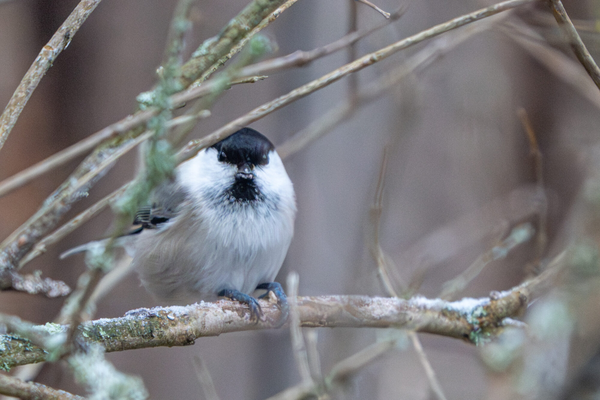 Valokuvaaja: Markku Saarinen