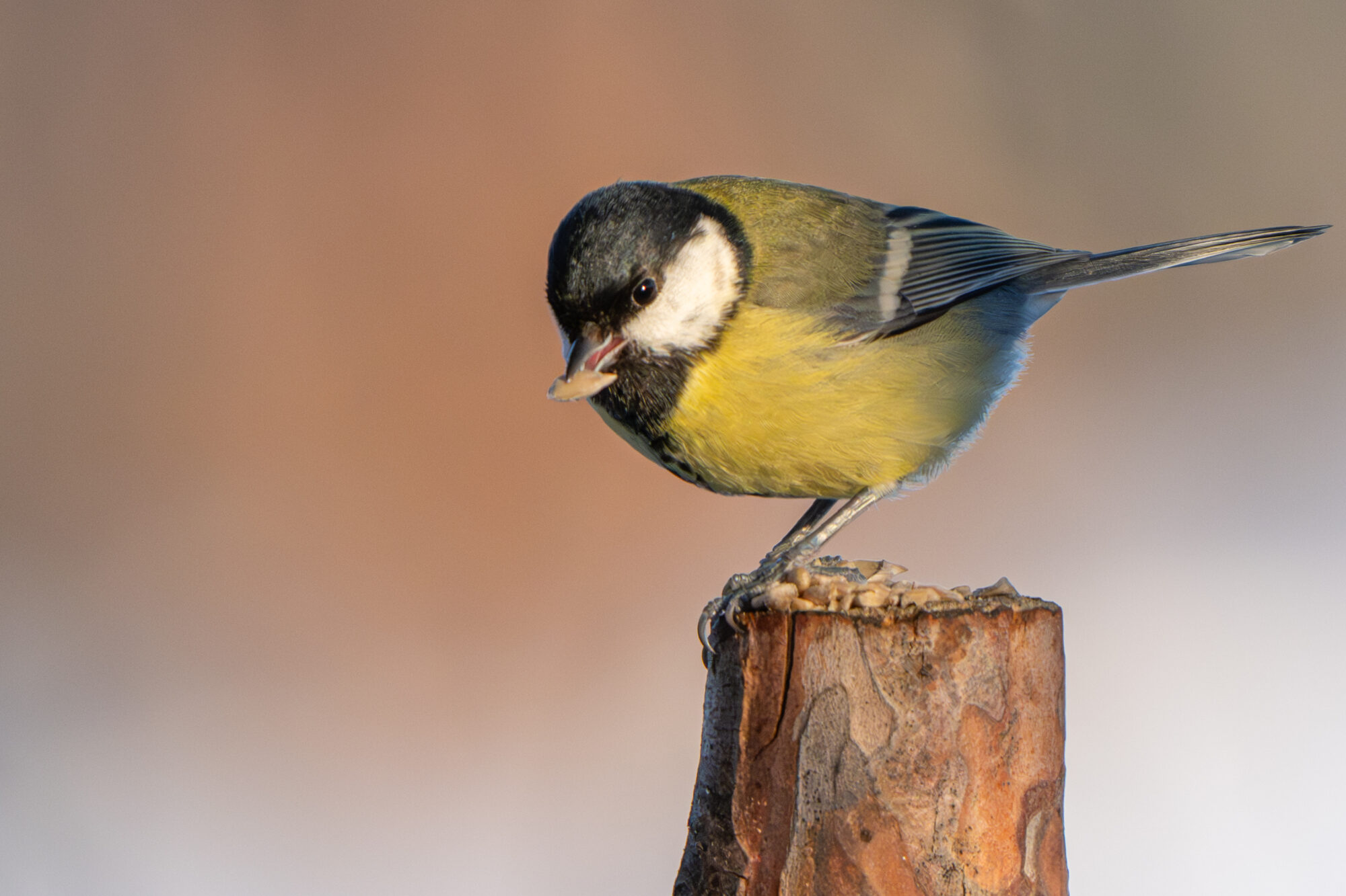 Valokuvaaja: Markku Saarinen