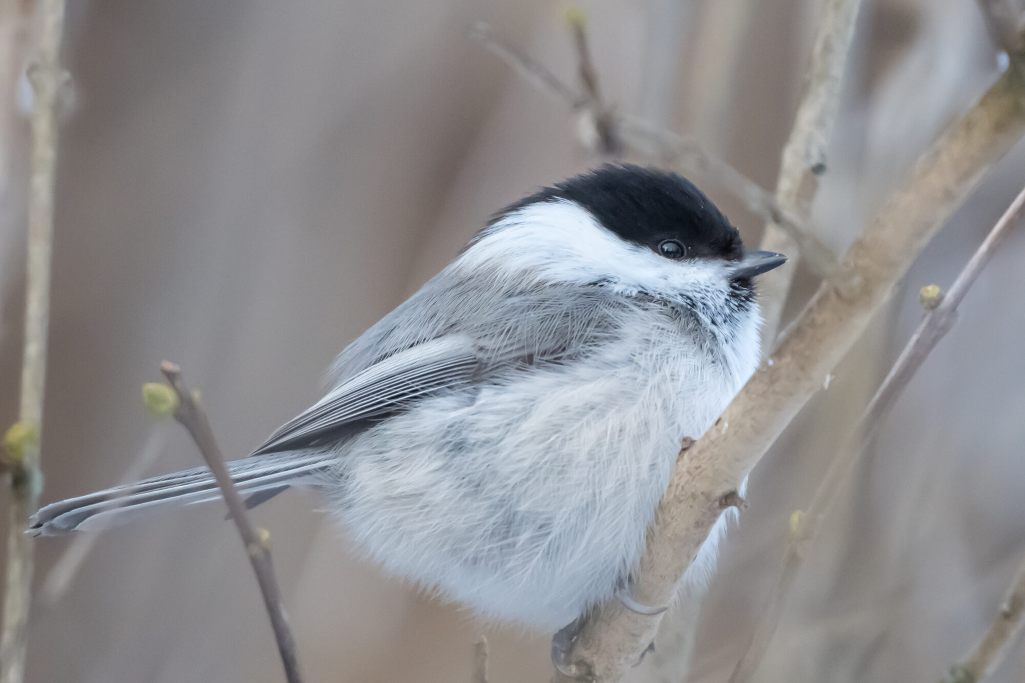 Valokuvaaja: Markku Saarinen