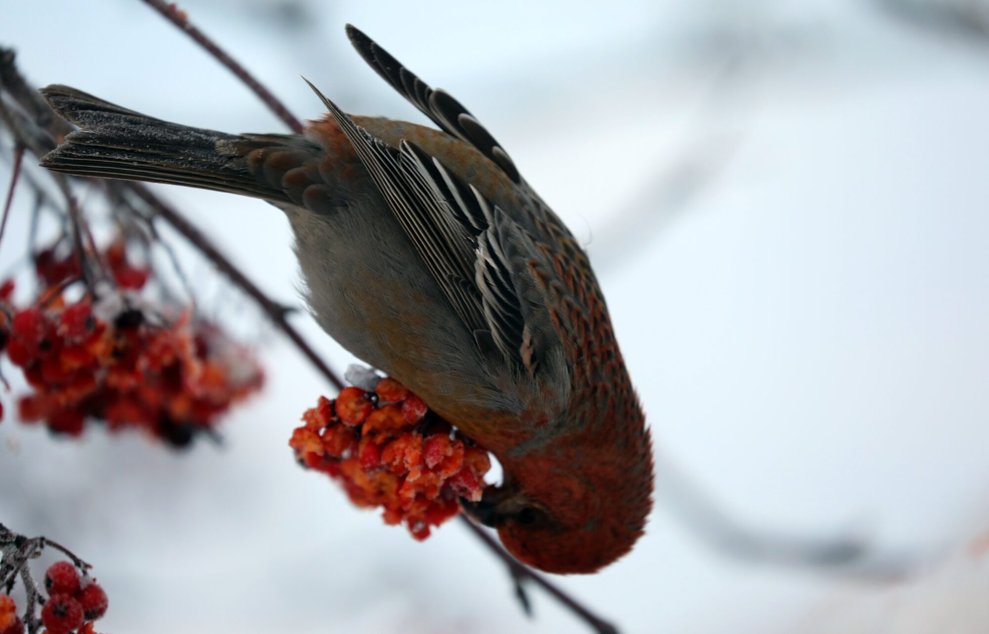 Valokuvaaja: Ahti Keränen
