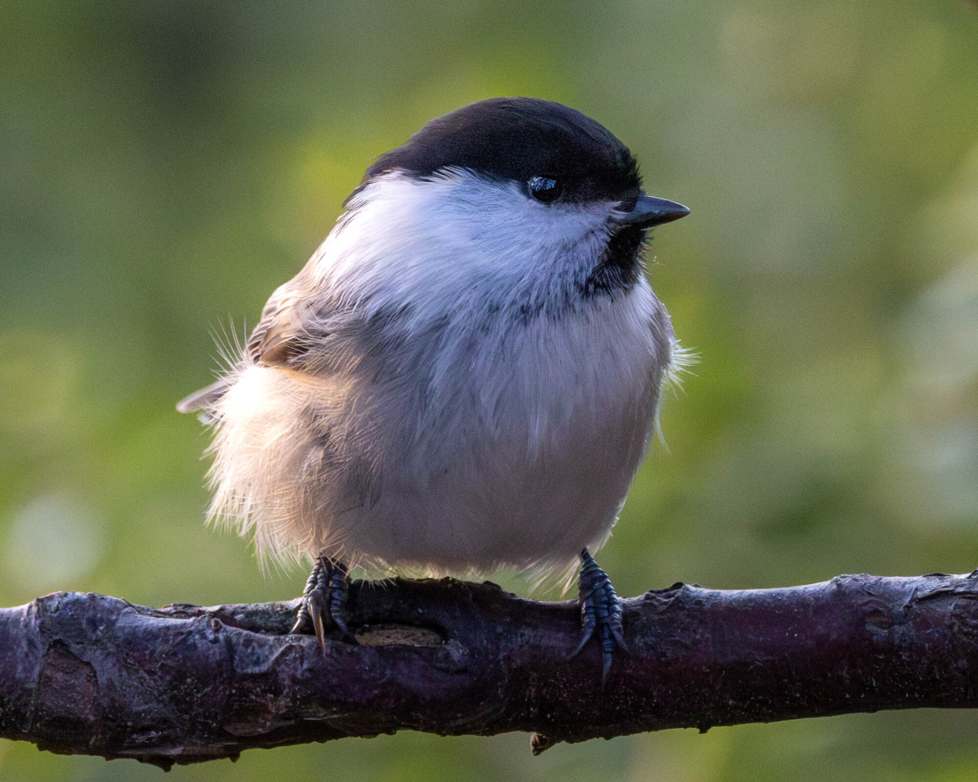 Valokuvaaja: Hannu Tikkanen