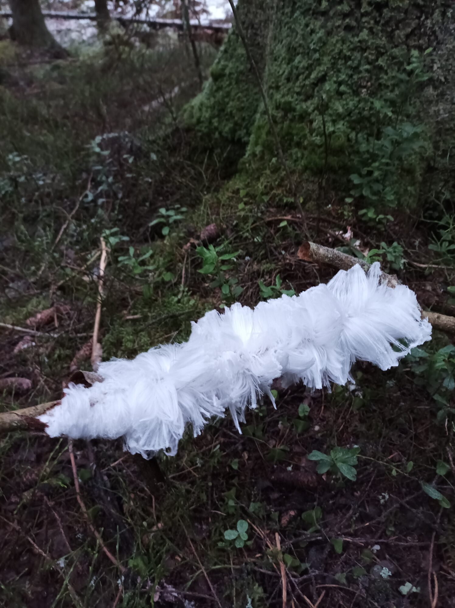 Valokuvaaja: Riitta Suutari