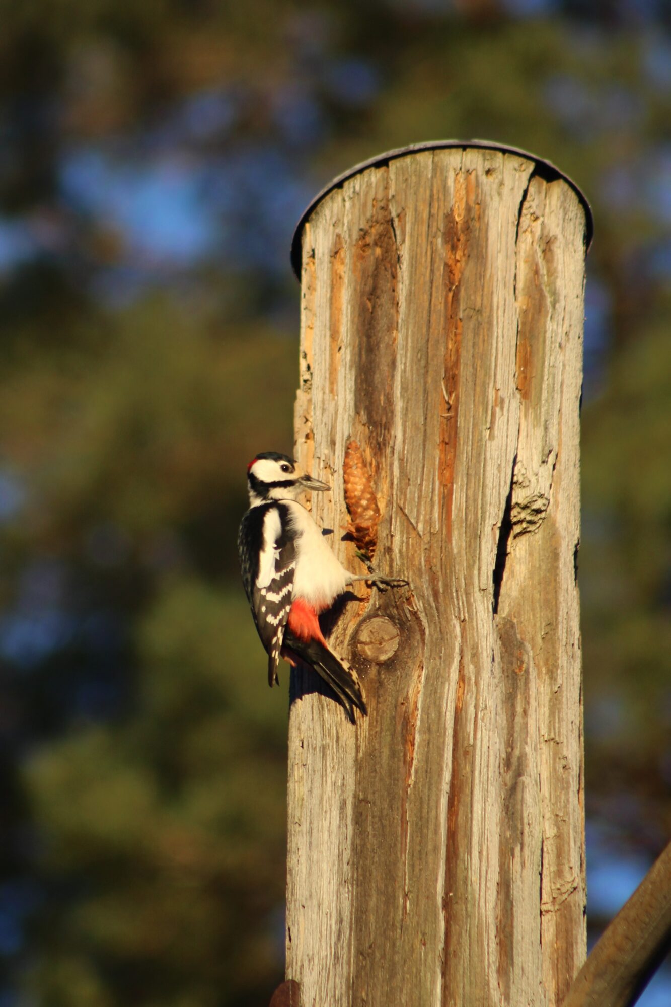 Valokuvaaja: Mirka Miikkulainen