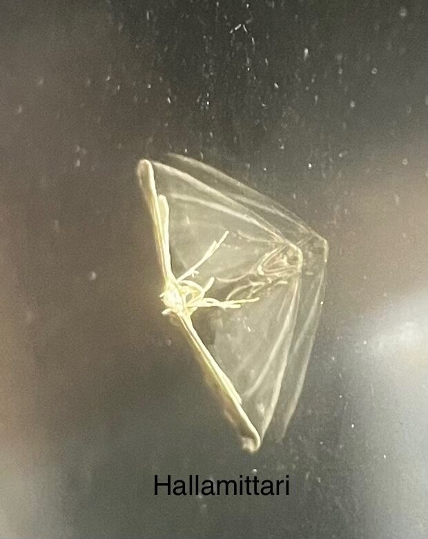 Valokuvaaja: Timo Honkanen