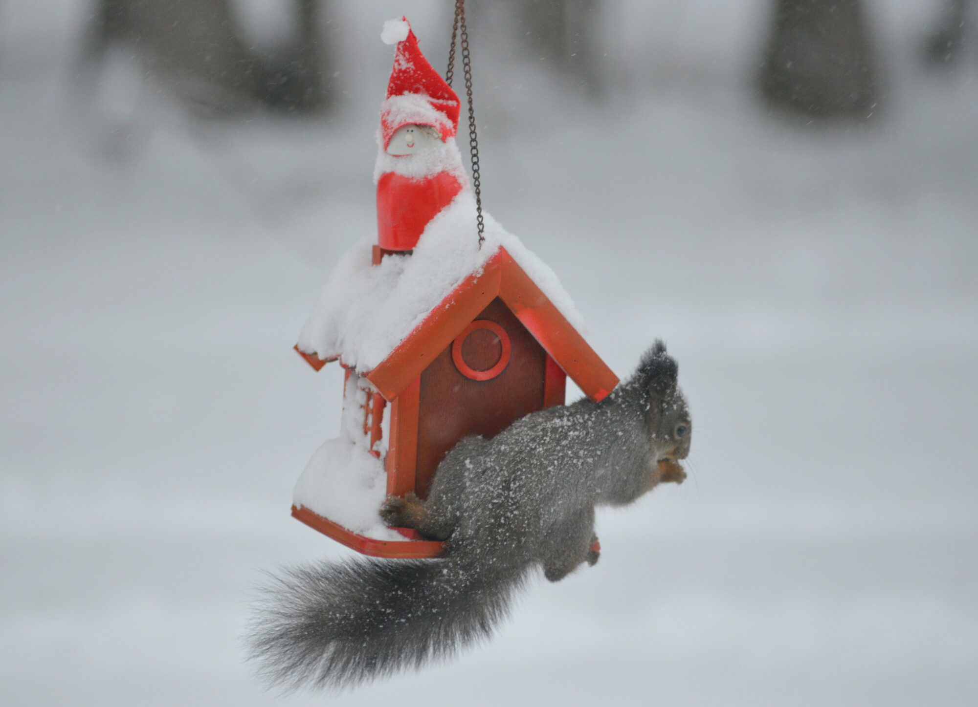 Valokuvaaja: Kaarlo Asikainen