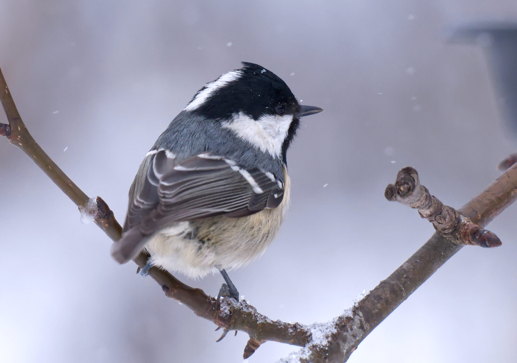 Valokuvaaja: Päivi Kiiskinen-Mustonen