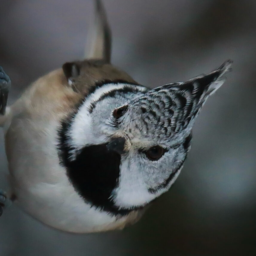 Valokuvaaja: Mikko Siikavesi