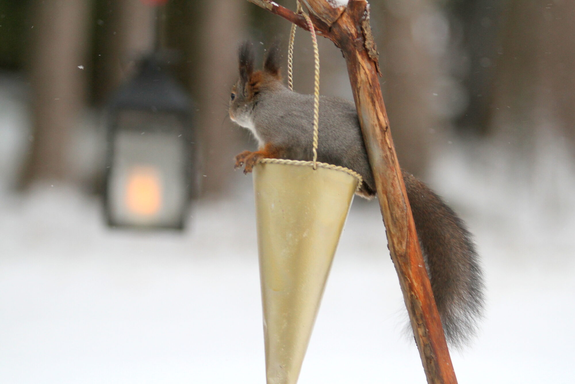 Valokuvaaja: Kaarlo Asikainen