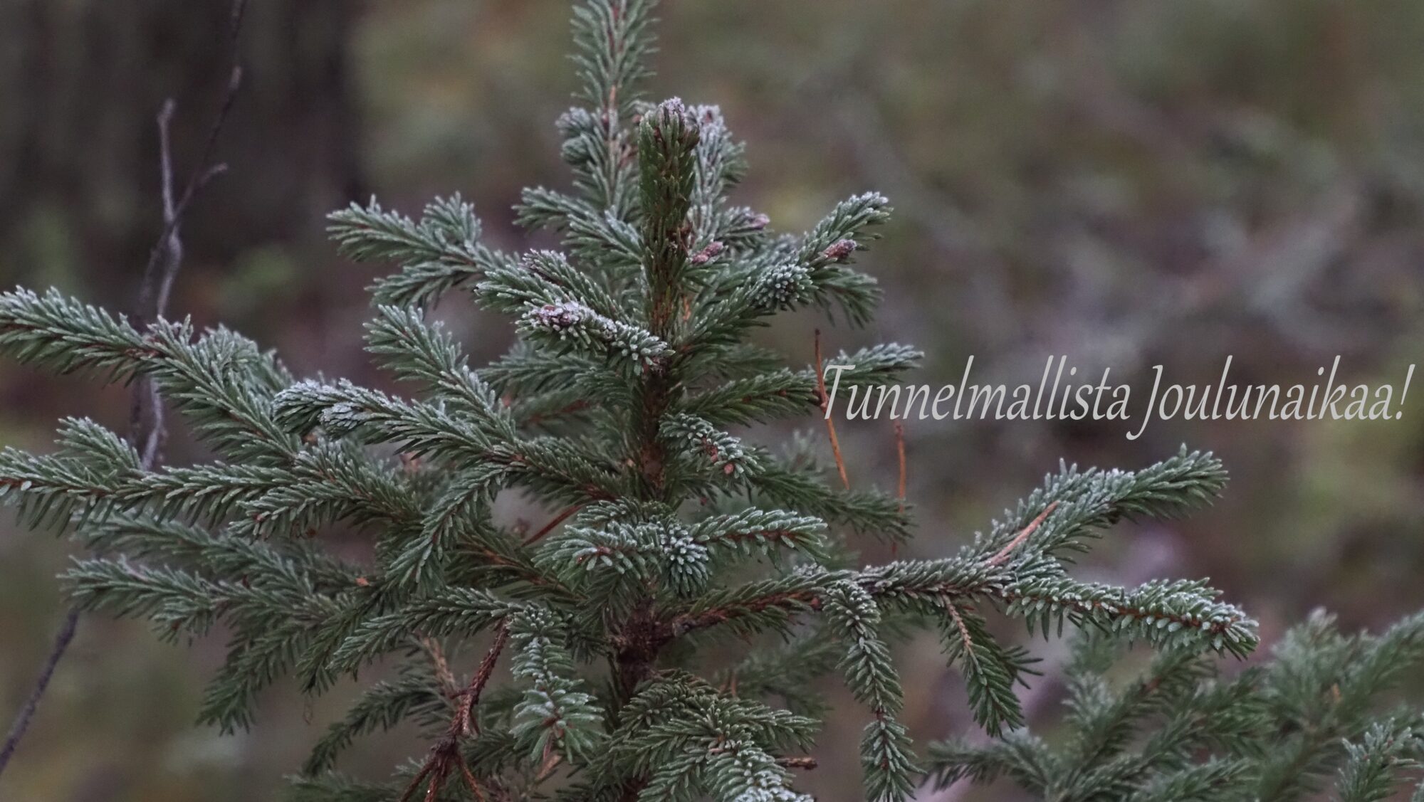 Valokuvaaja: Arja Valtonen