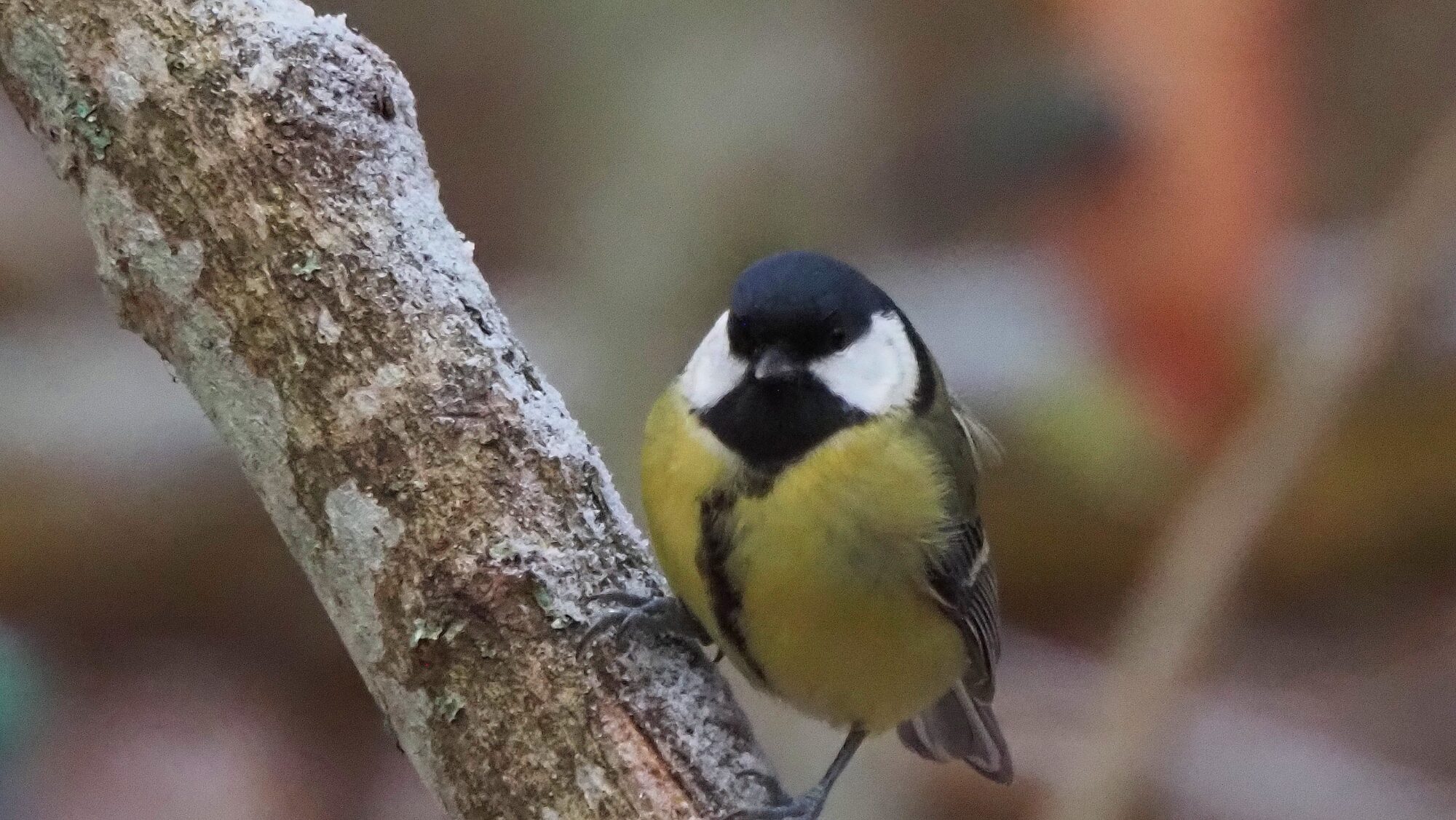 Valokuvaaja: Arja Valtonen