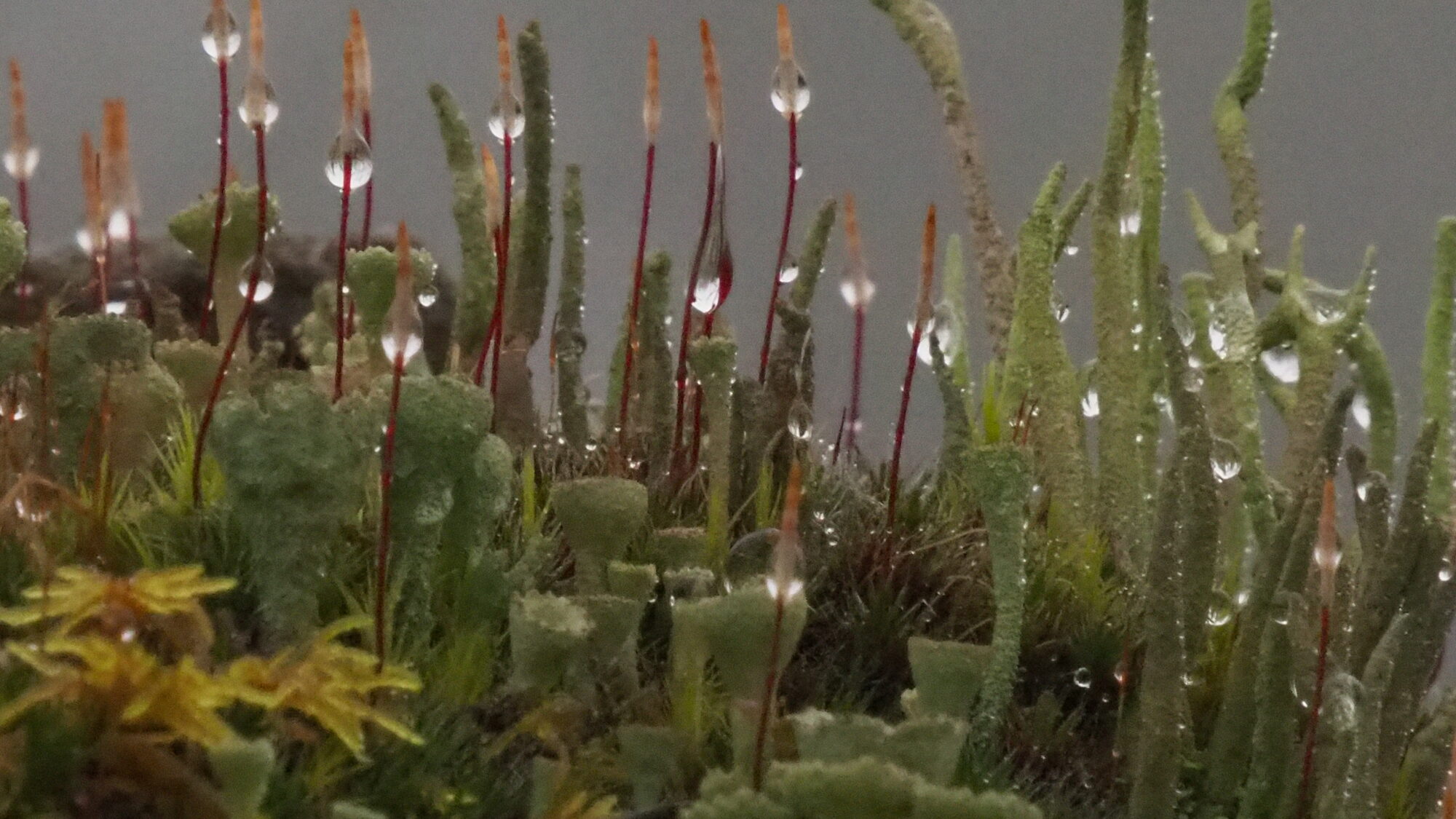 Valokuvaaja: Martti Valtonen