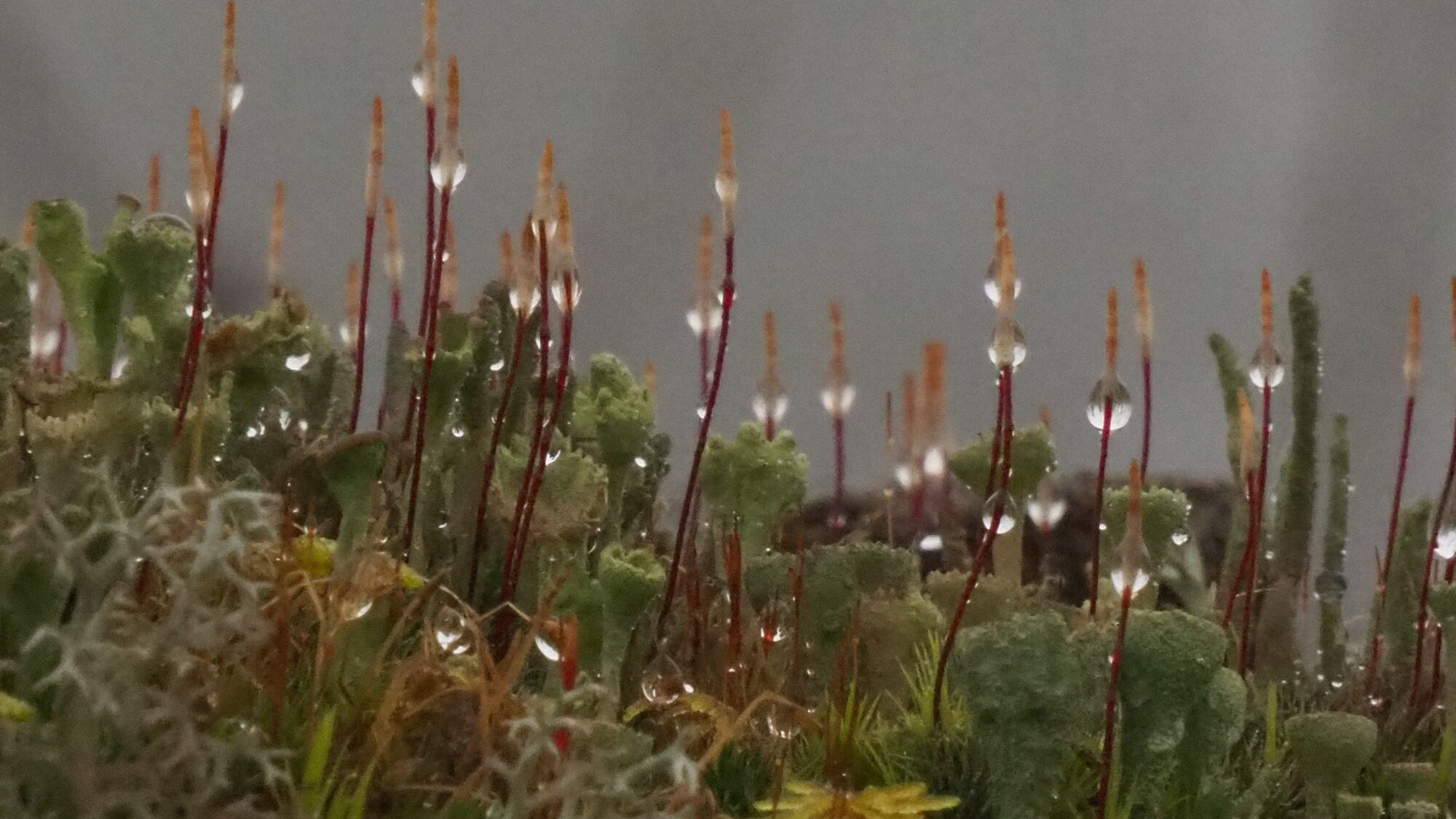 Valokuvaaja: Martti Valtonen