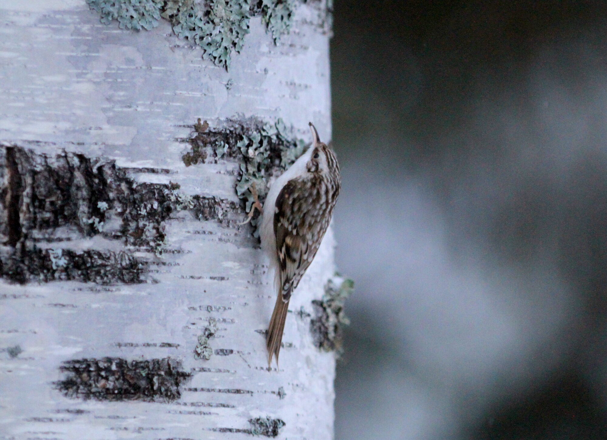 Valokuvaaja: Kaarlo Asikainen