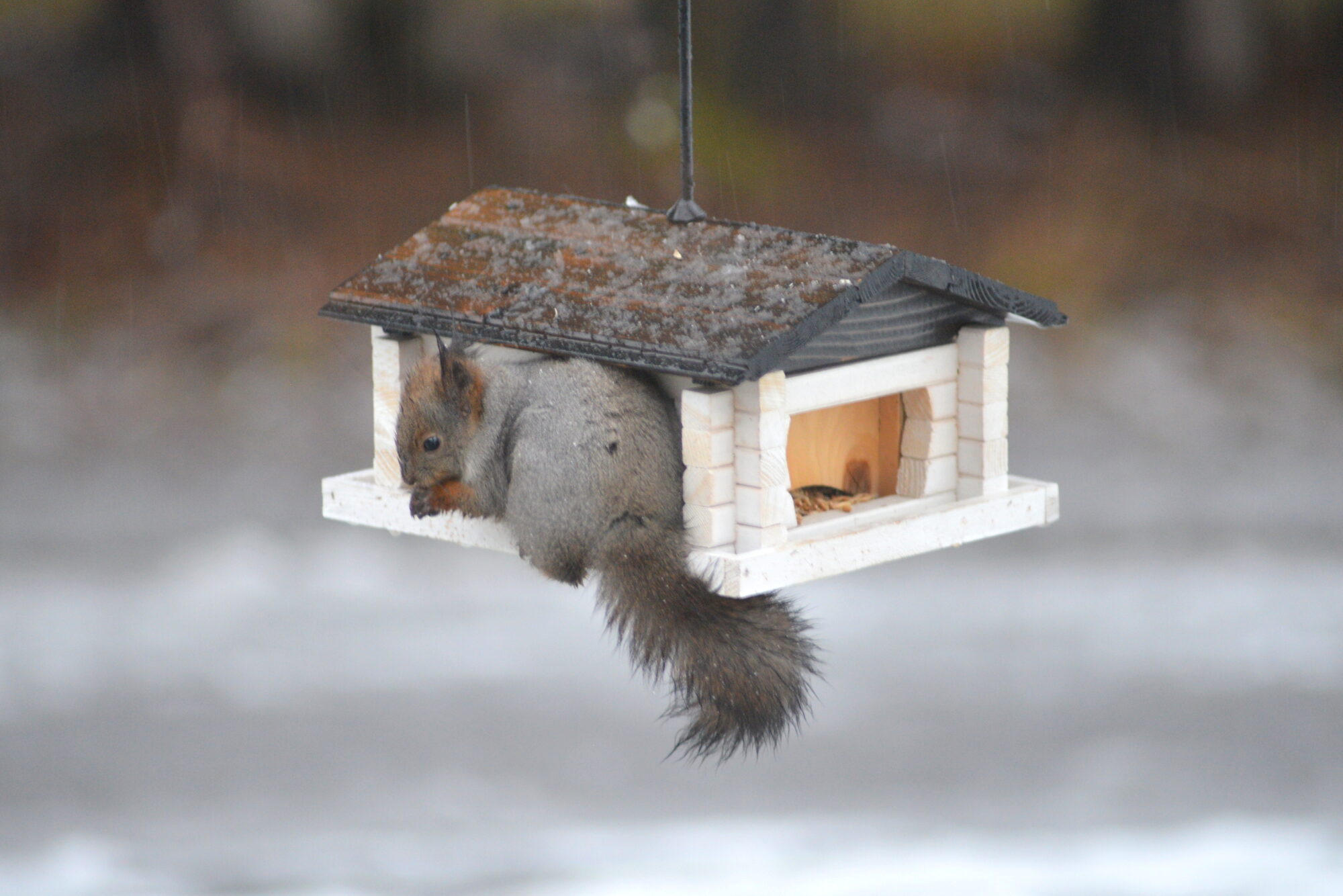 Valokuvaaja: Kaarlo Asikainen