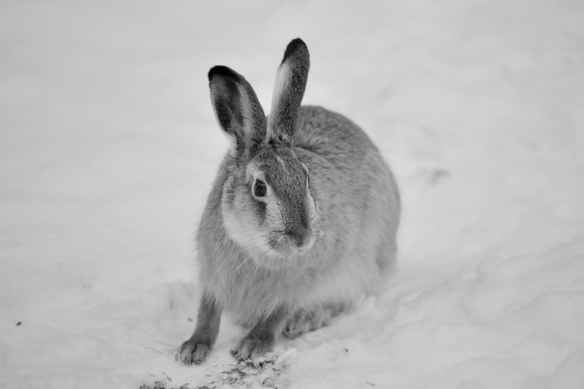 Valokuvaaja: Kaarlo Asikainen