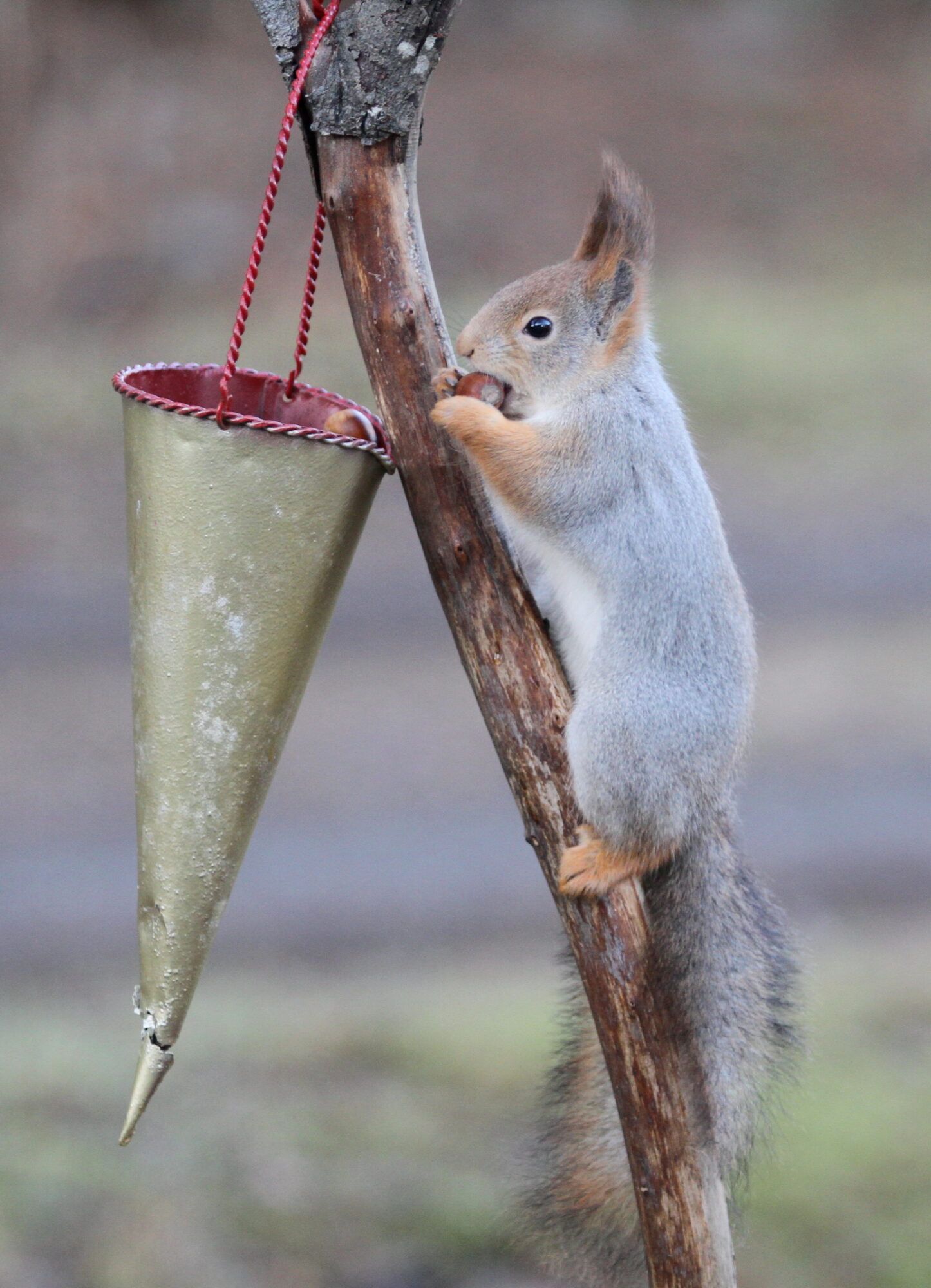 Valokuvaaja: Kaarlo Asikainen