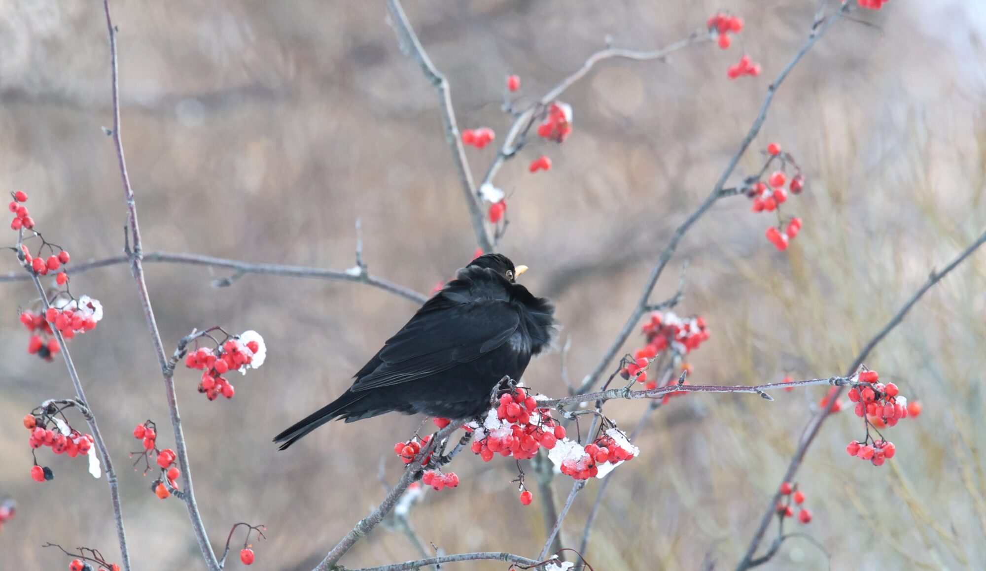 Valokuvaaja: Jaana Saarelainen