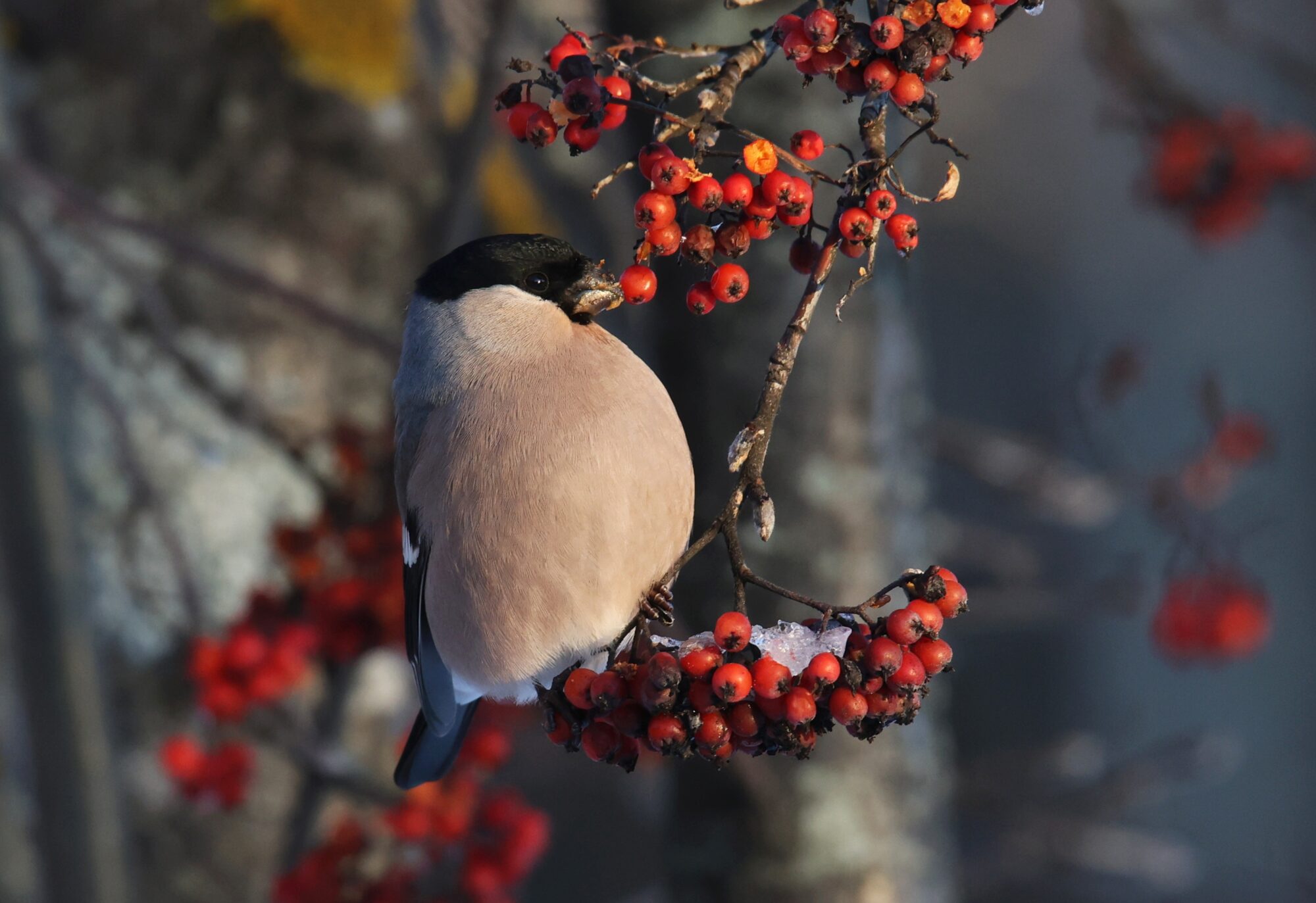 Valokuvaaja: Jaana Saarelainen