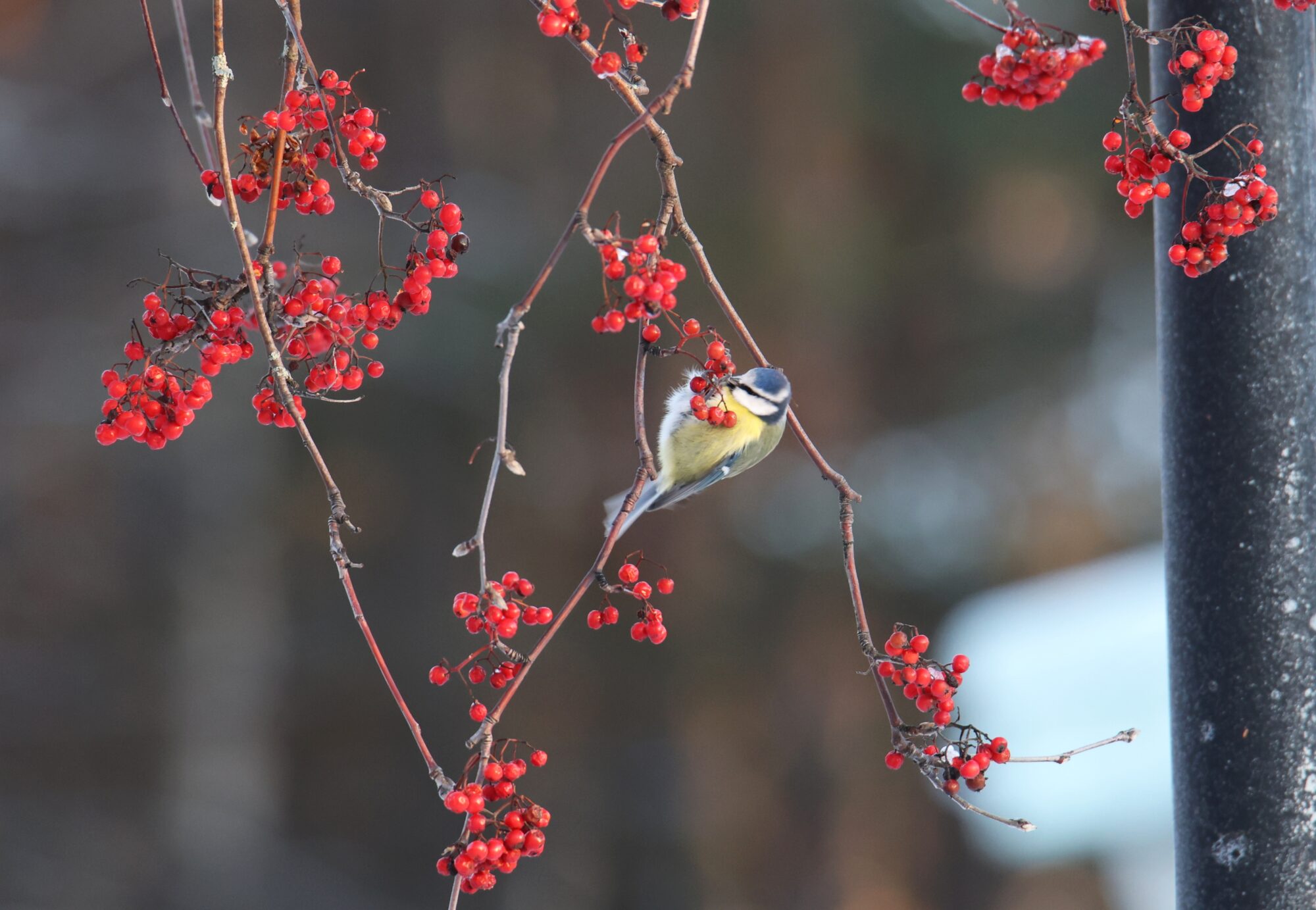 Valokuvaaja: Jaana Saarelainen