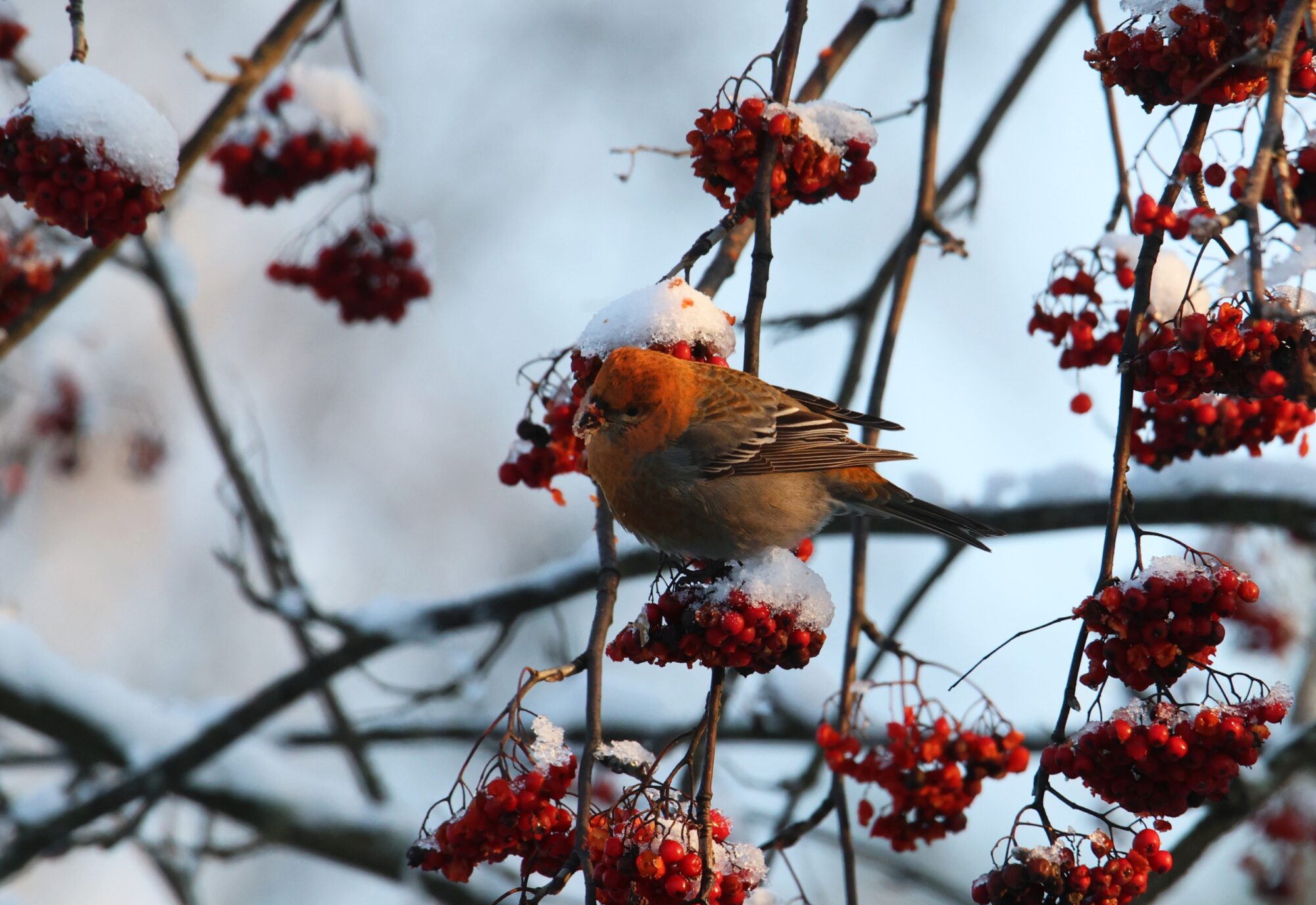 Valokuvaaja: Jaana Saarelainen
