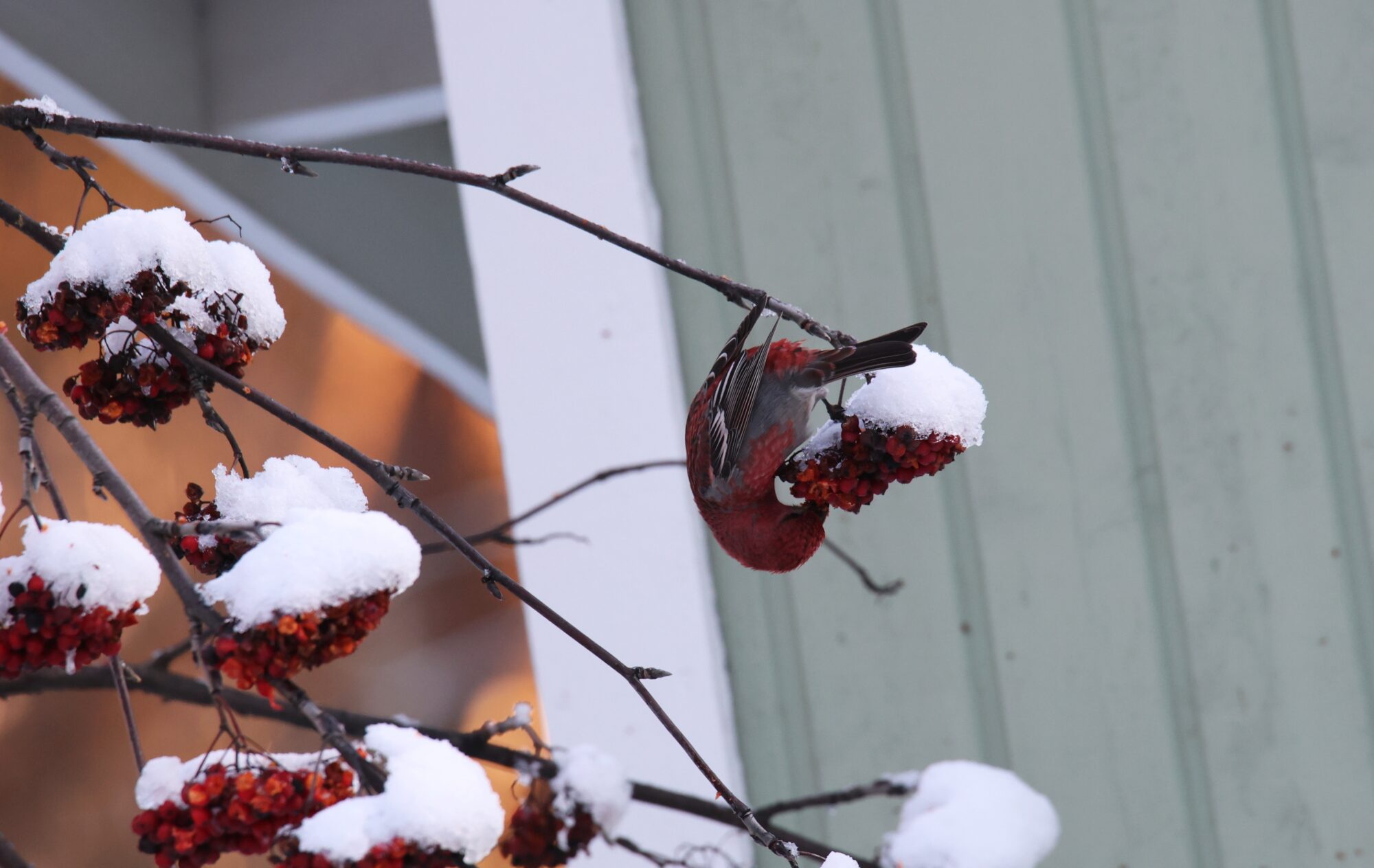 Valokuvaaja: Jaana Saarelainen