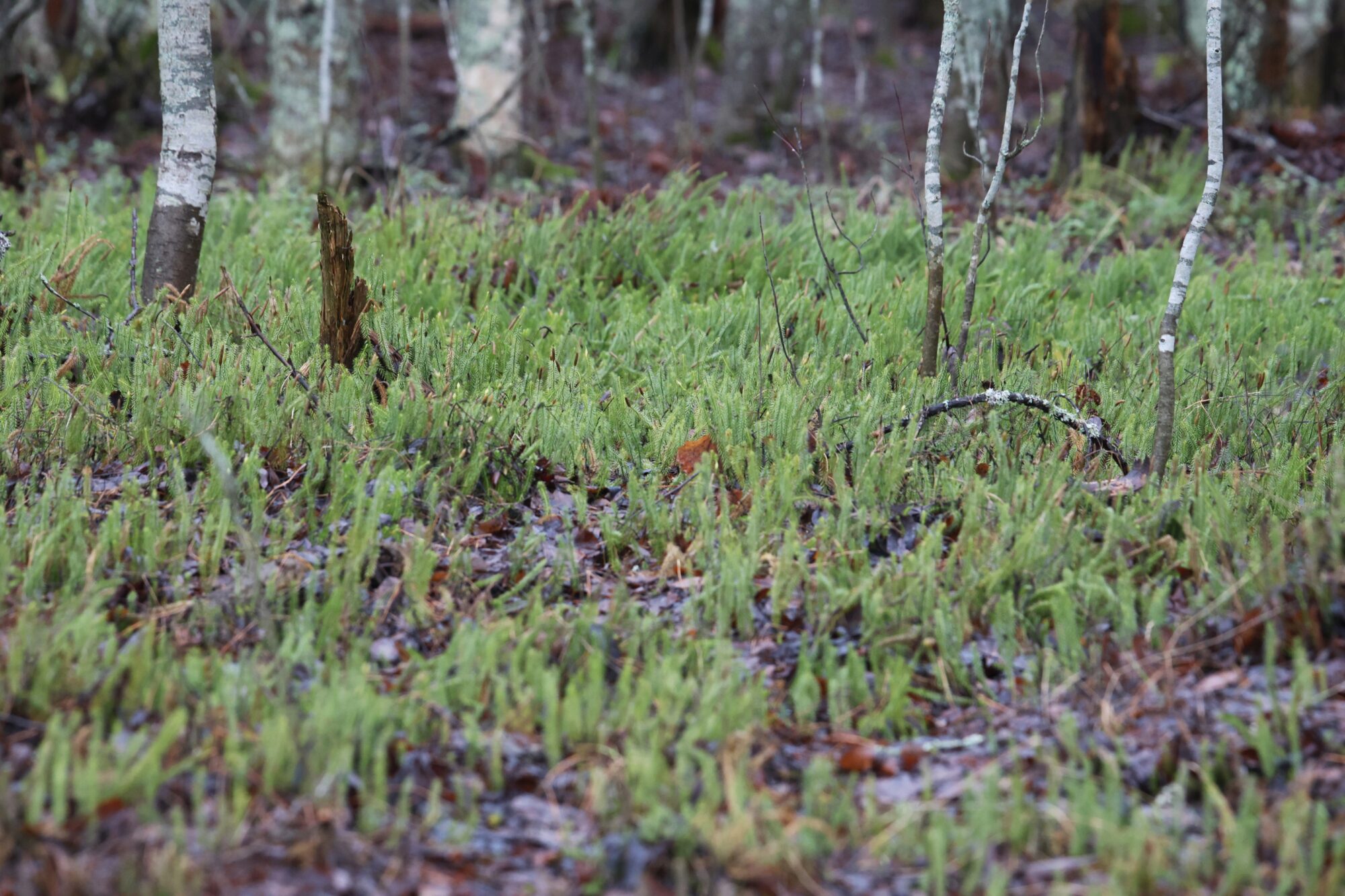 Valokuvaaja: Jaana Saarelainen